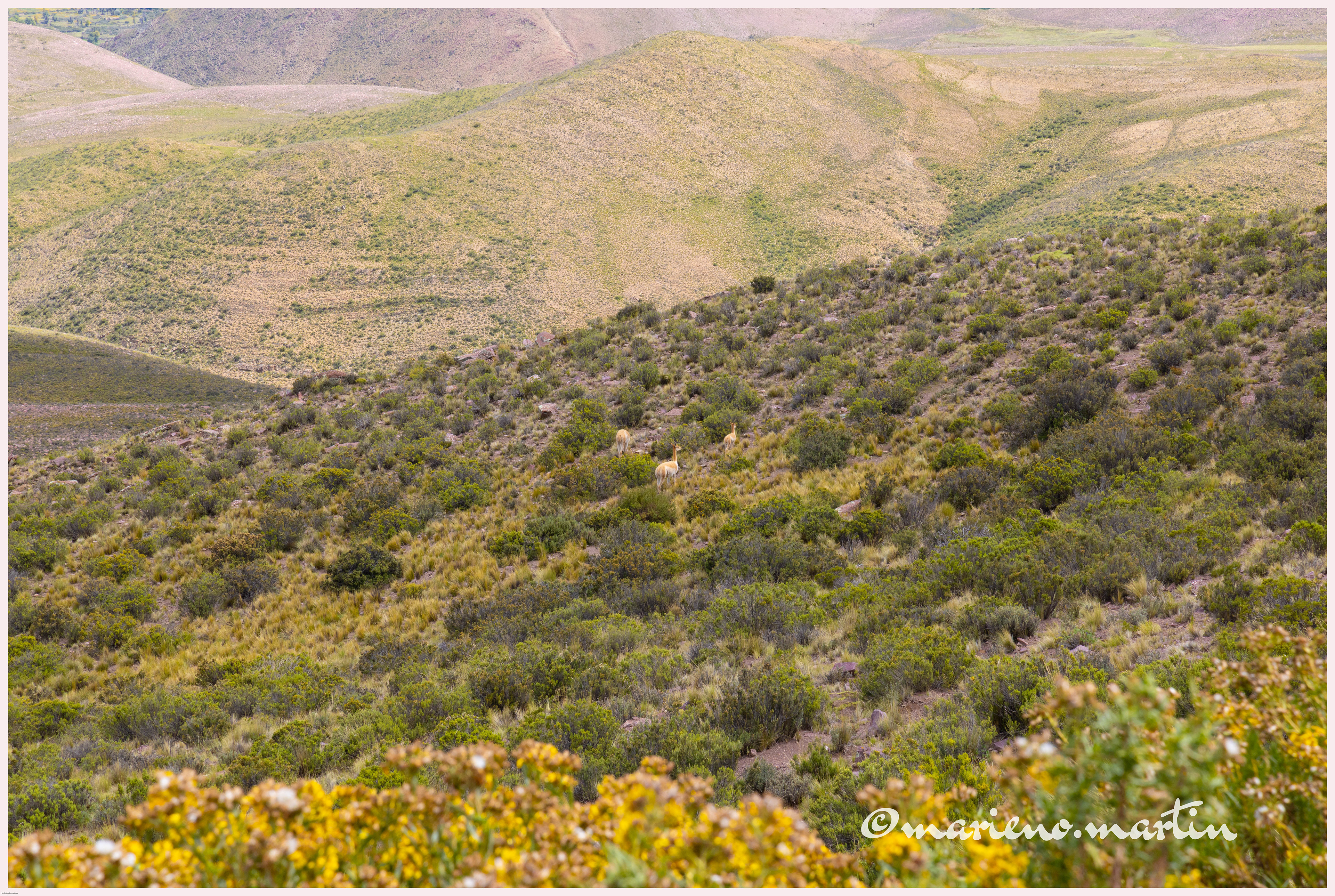 Vigognes milieu naturel