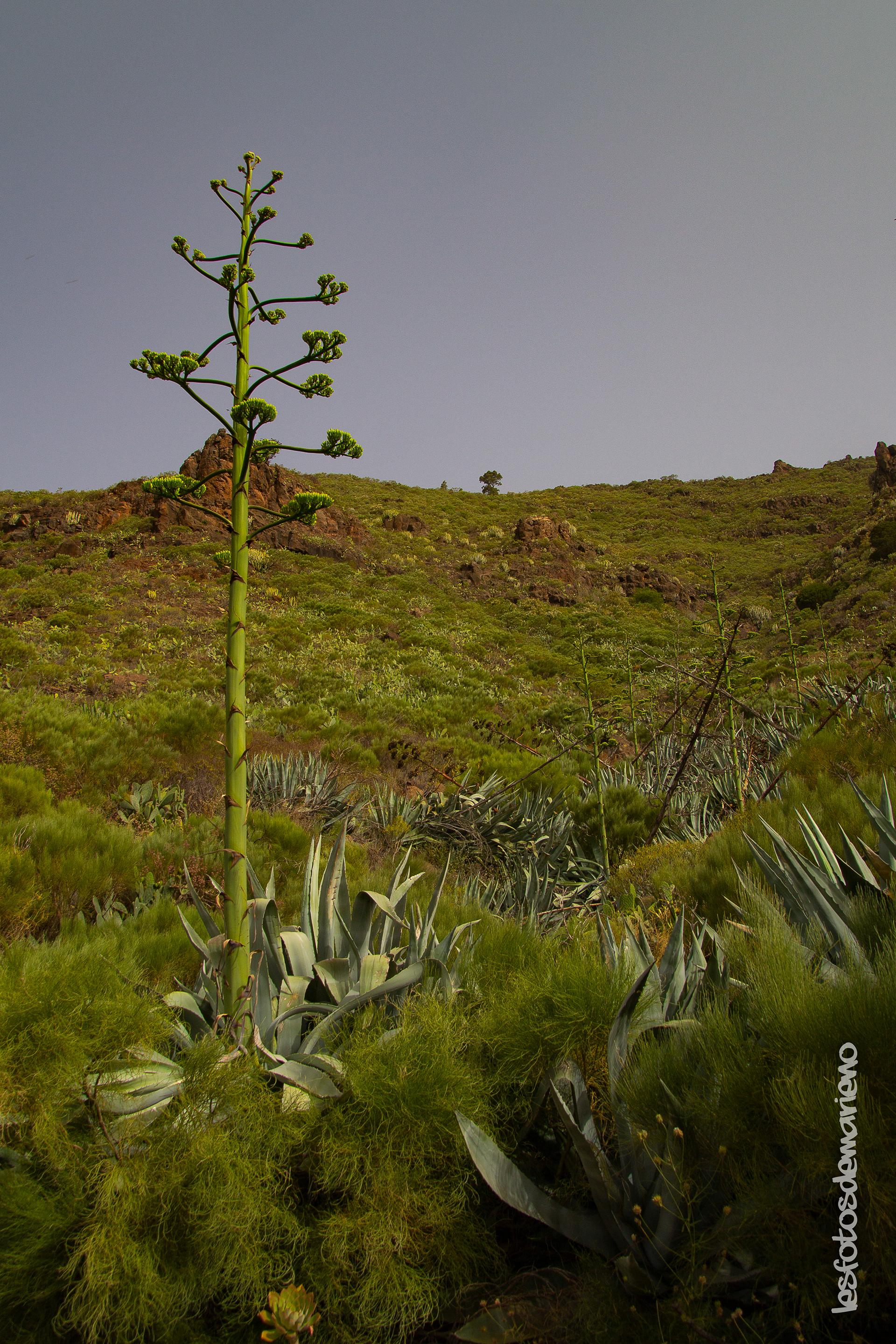 La Agave