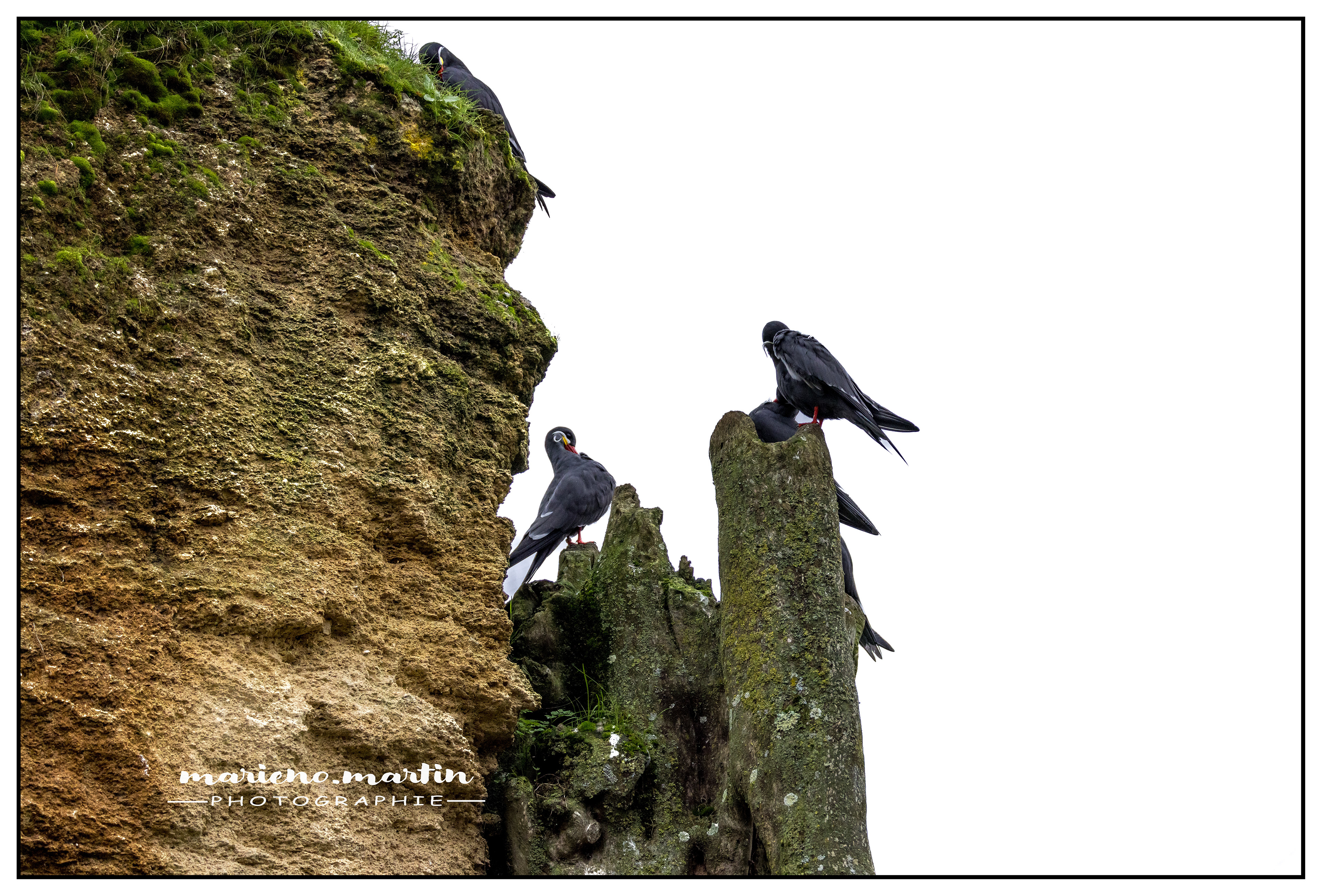 Les Sternes inca - bioparc Doué en Anjou