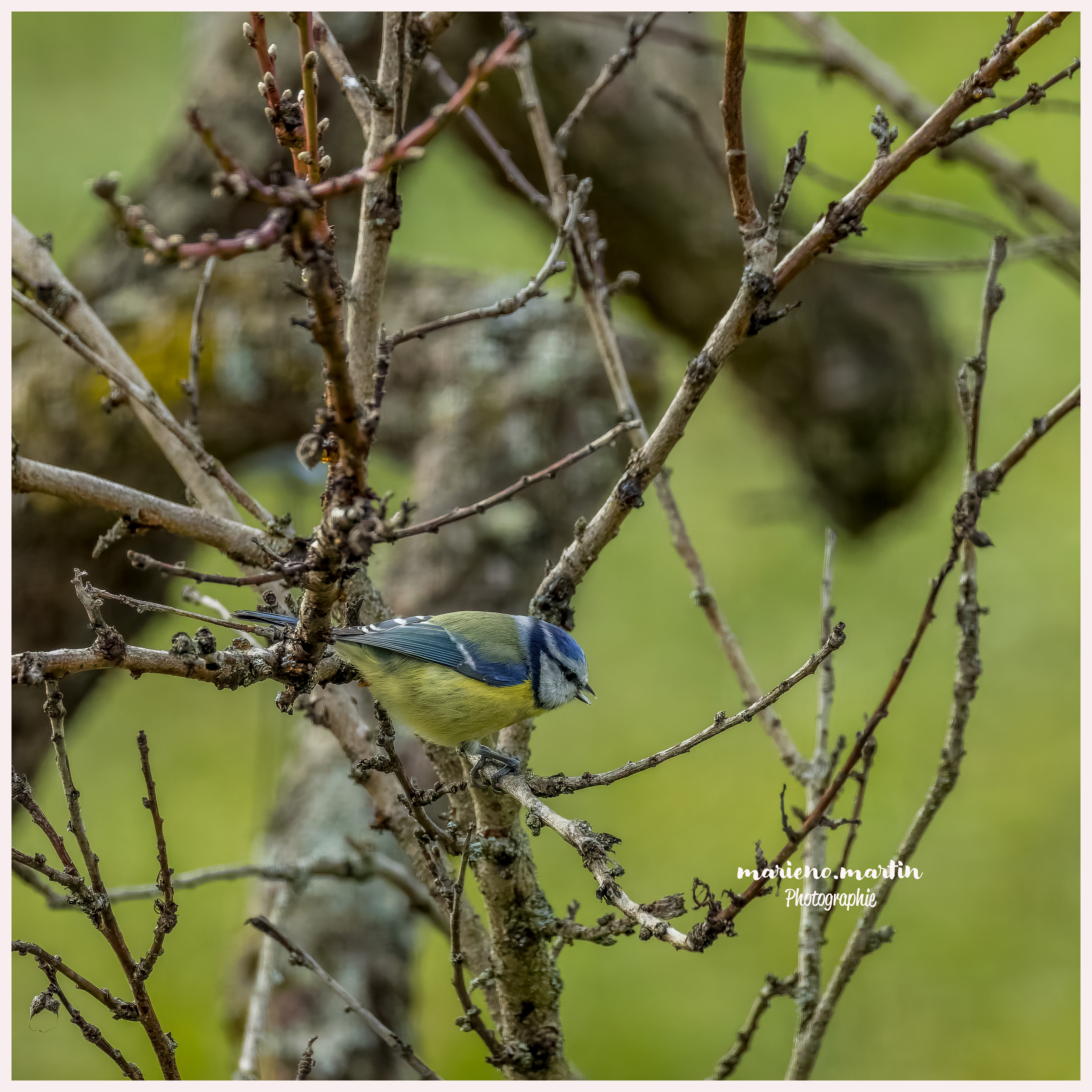 Mésange bleue