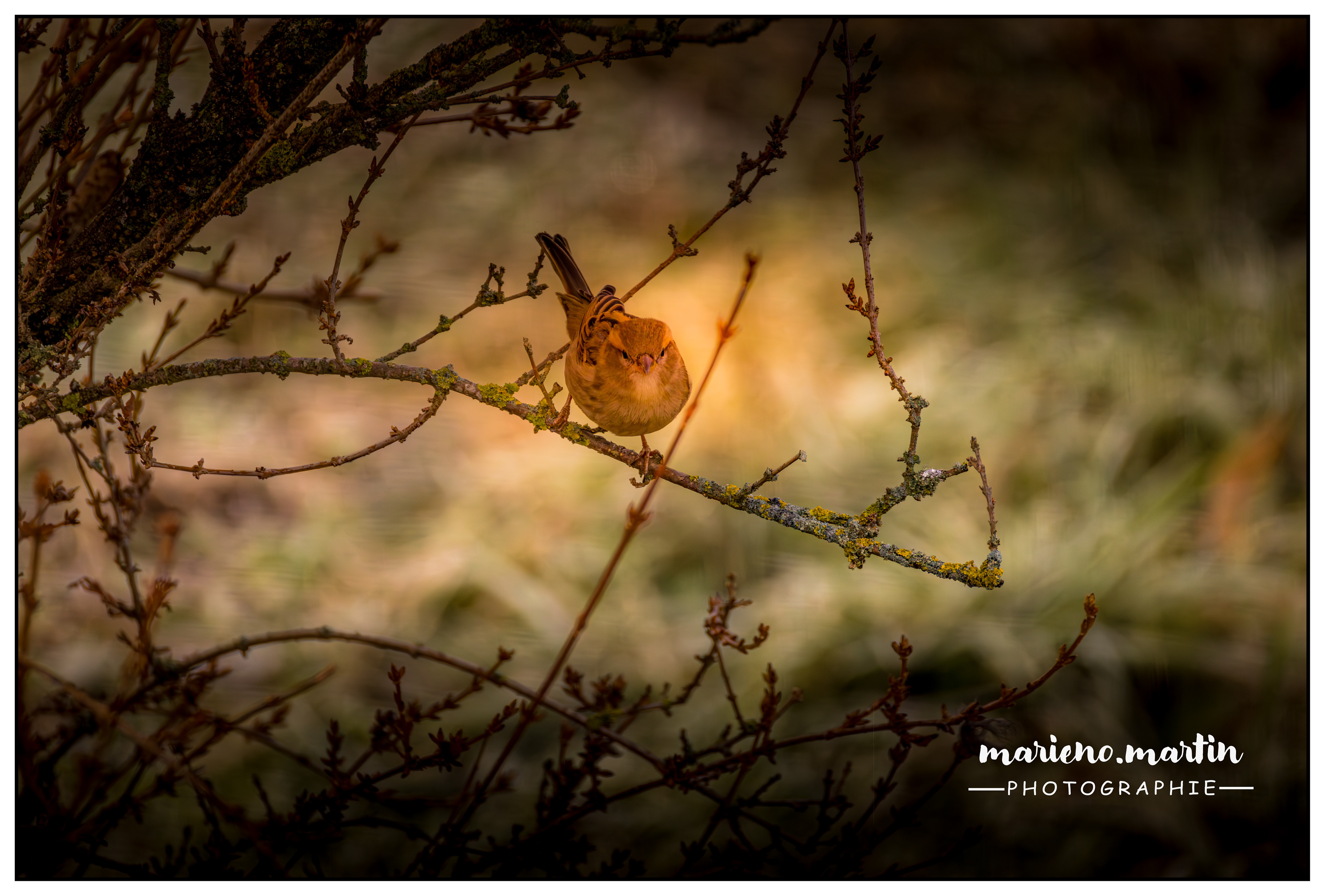 Moineau