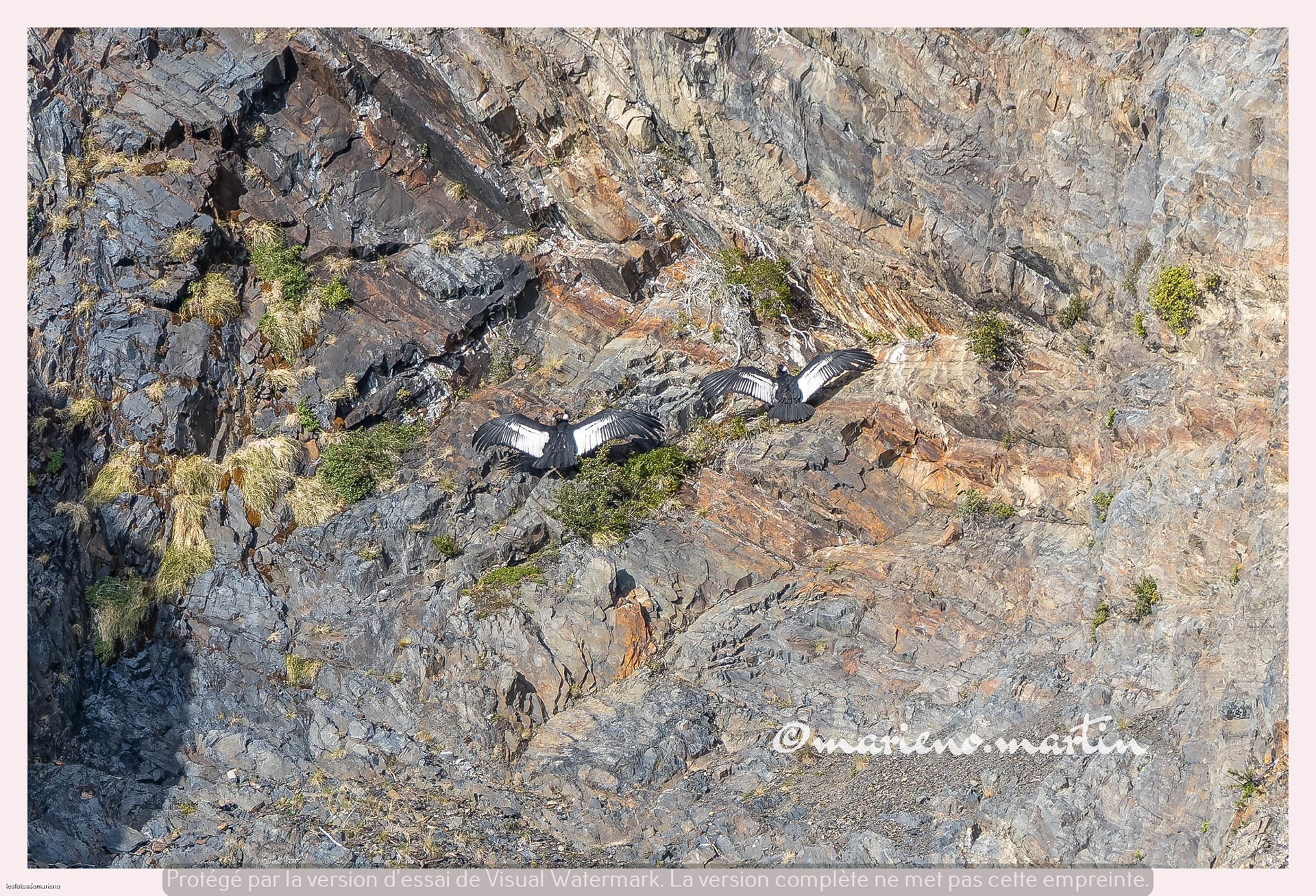 Les condors