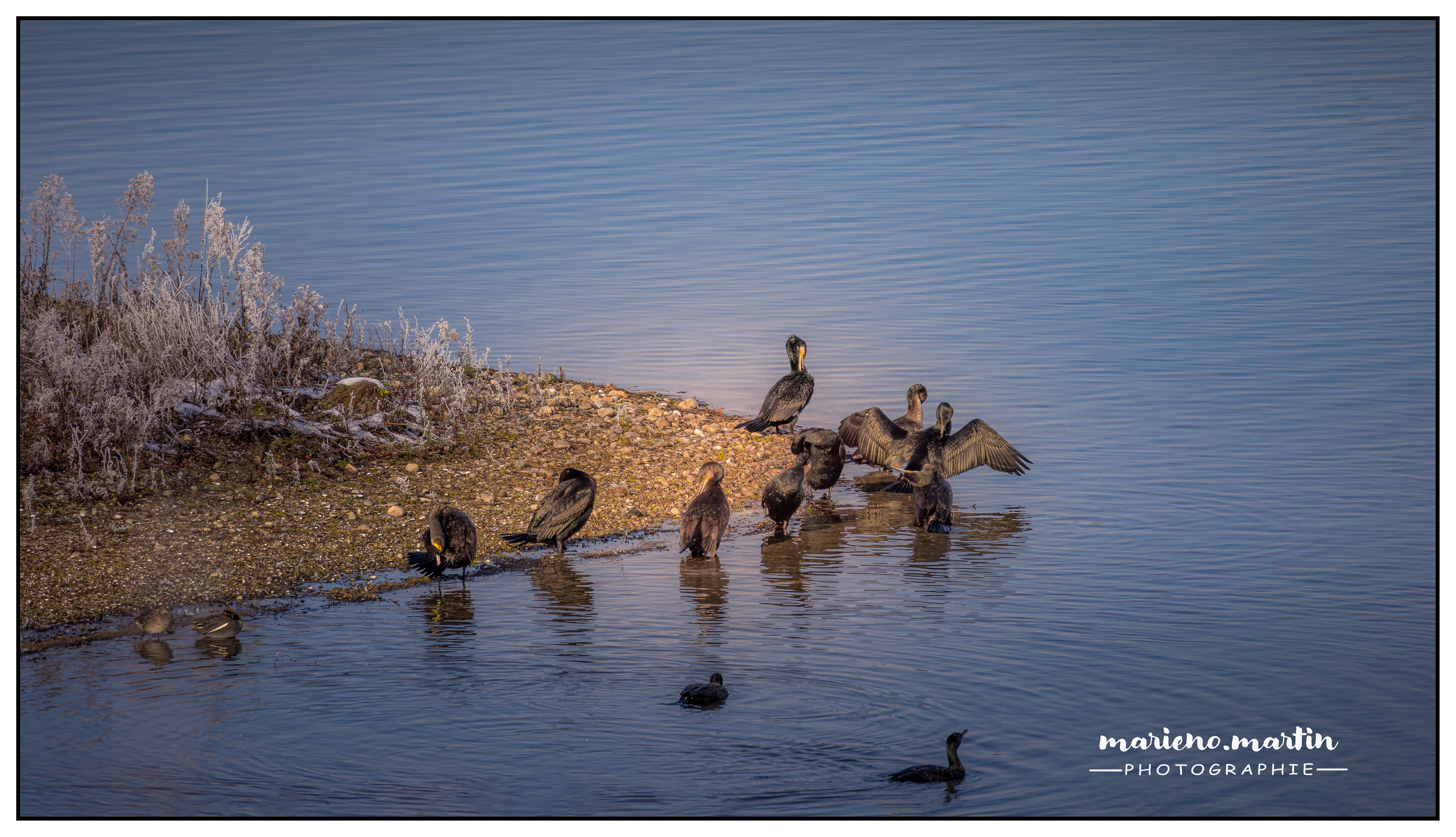 Baignade hivernale