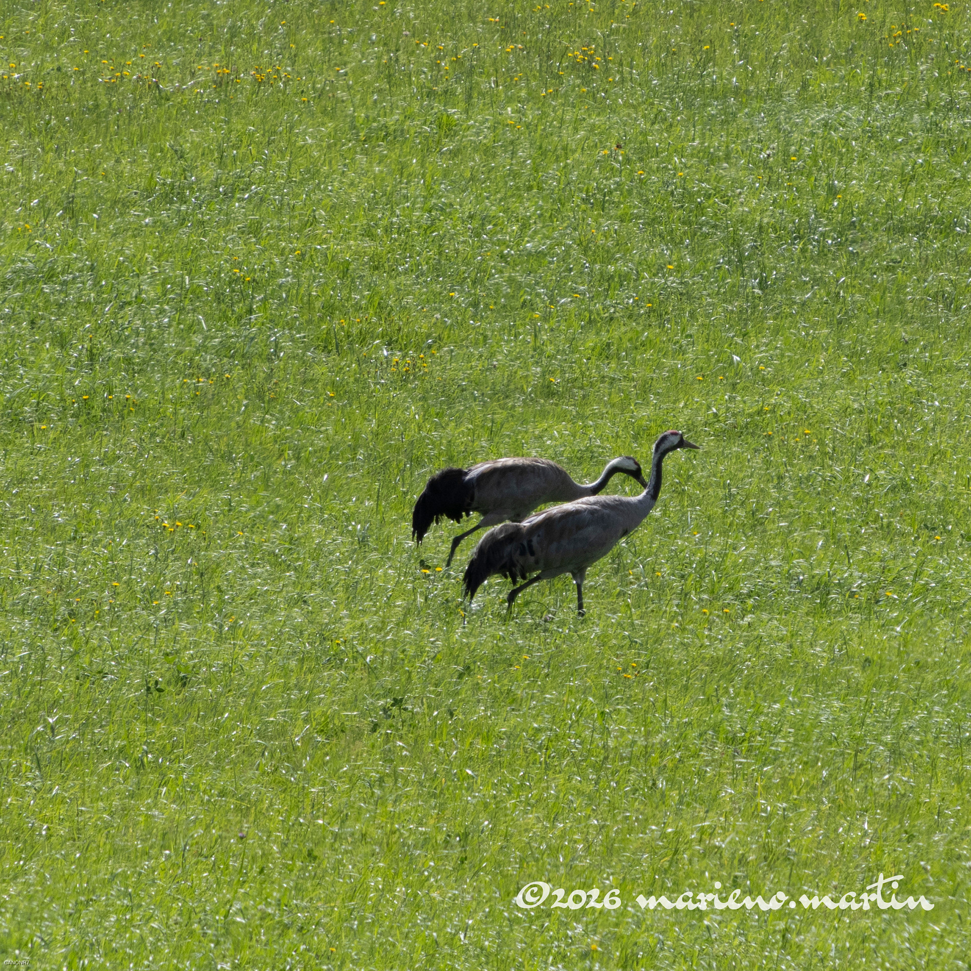 Grues cendrées