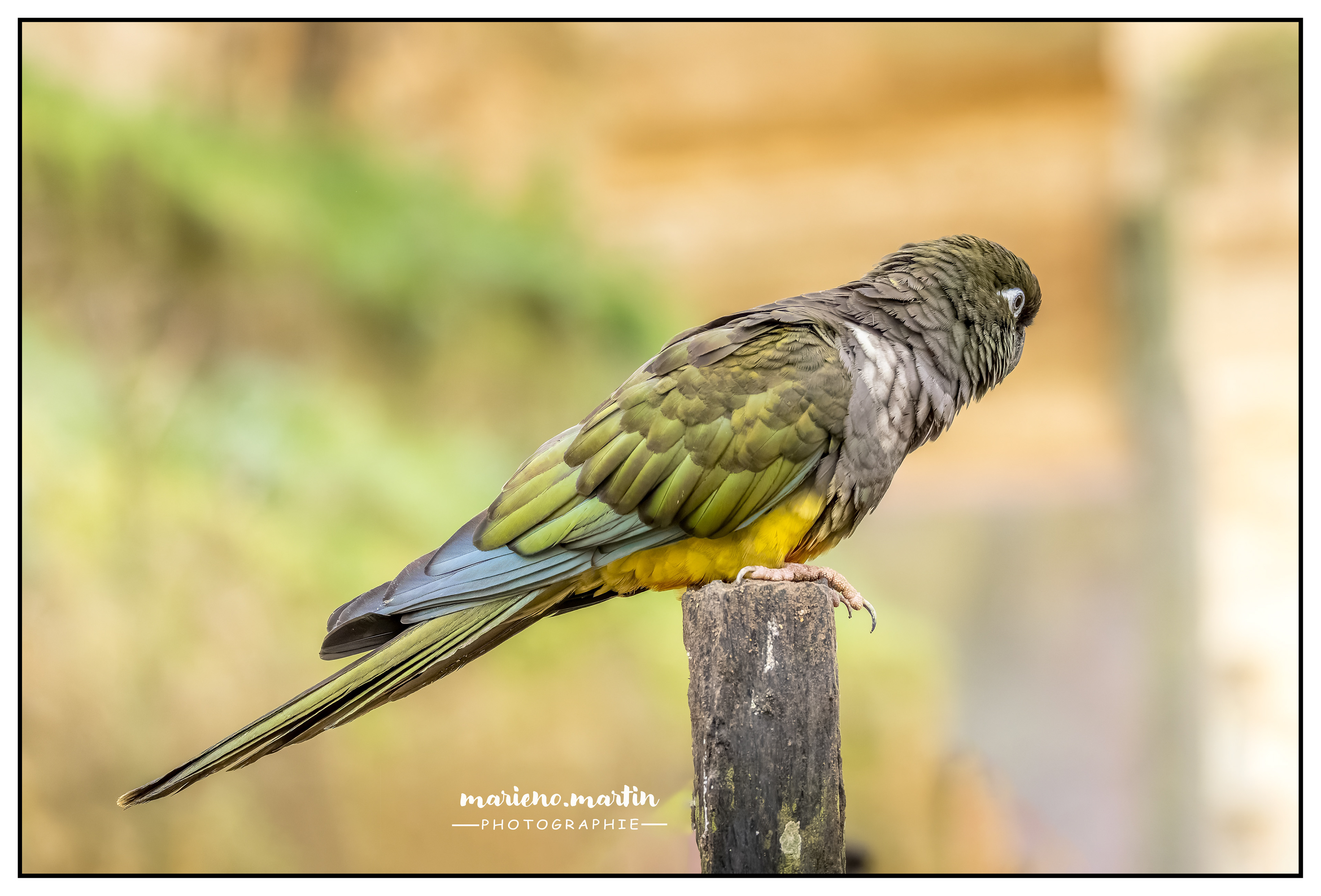 Perruche de patagonie