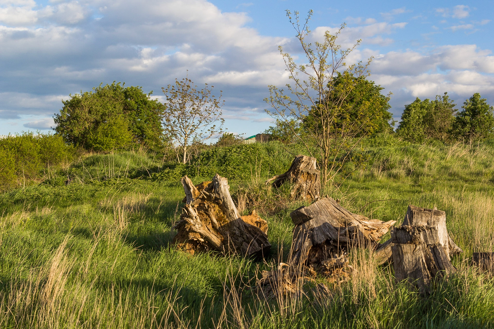 Lumière sur souches
