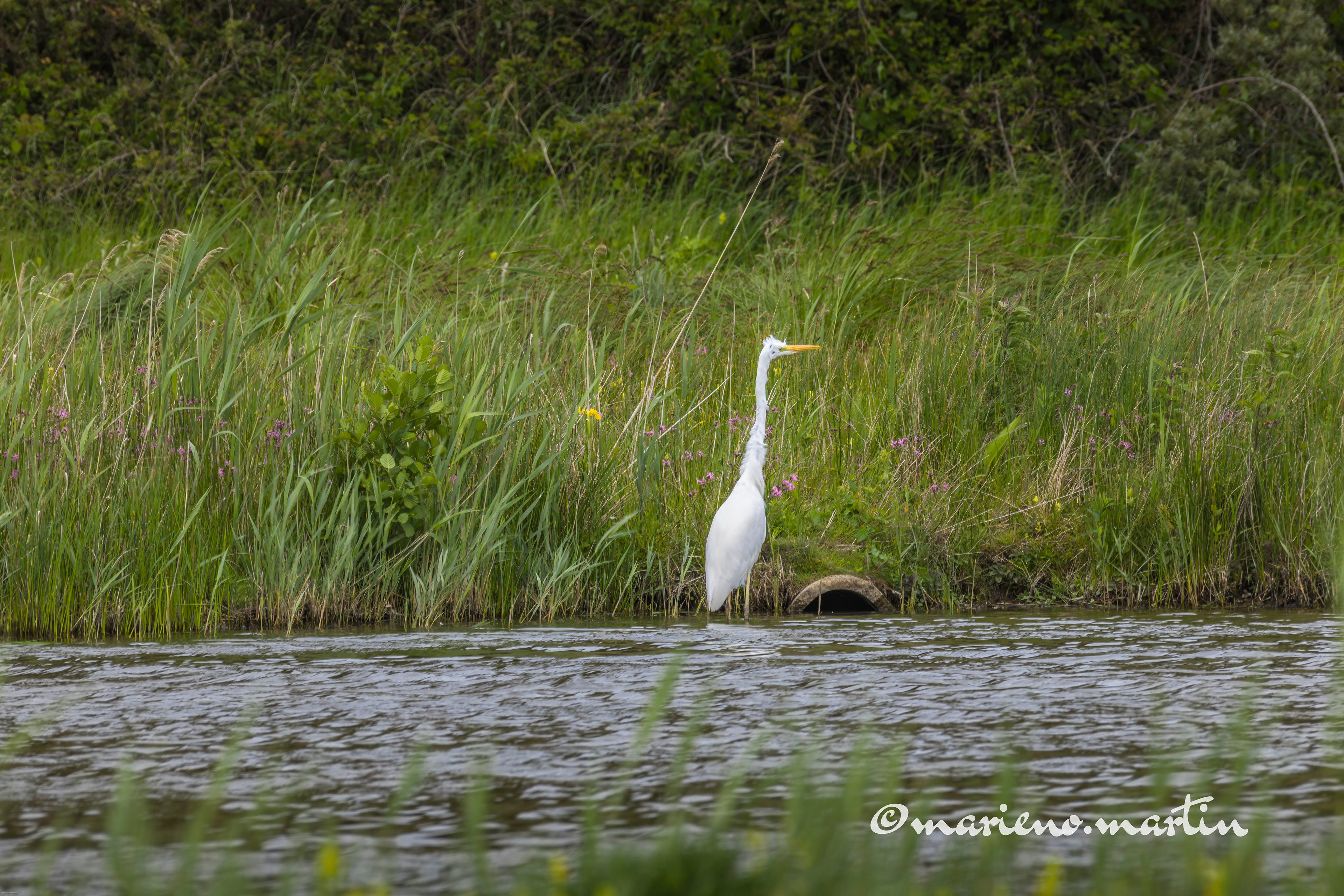 Grande Aigrette