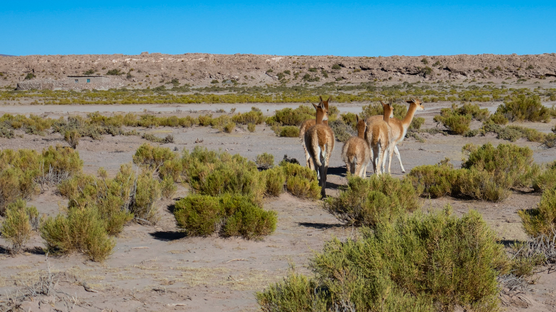 Les vigognes - Bolivie 2019
