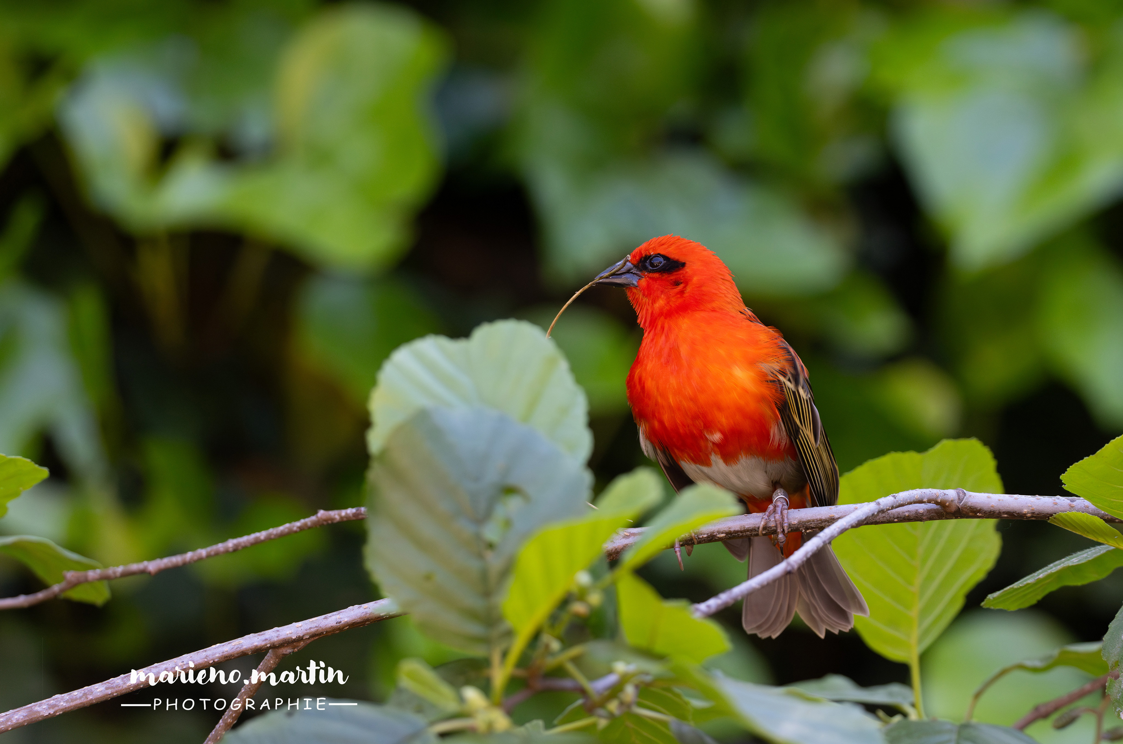Foudi rouge ou cardinal