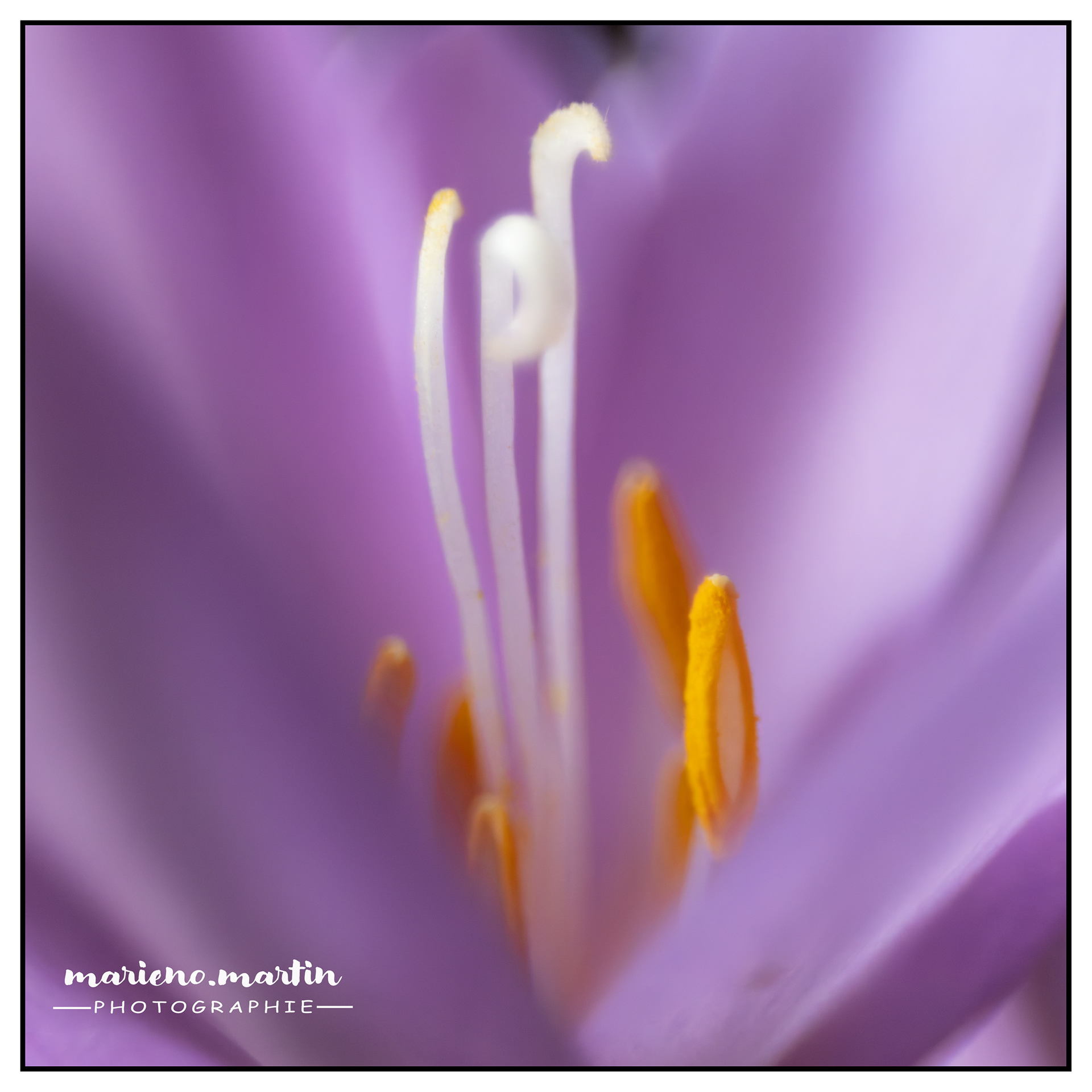 Proxi crocus