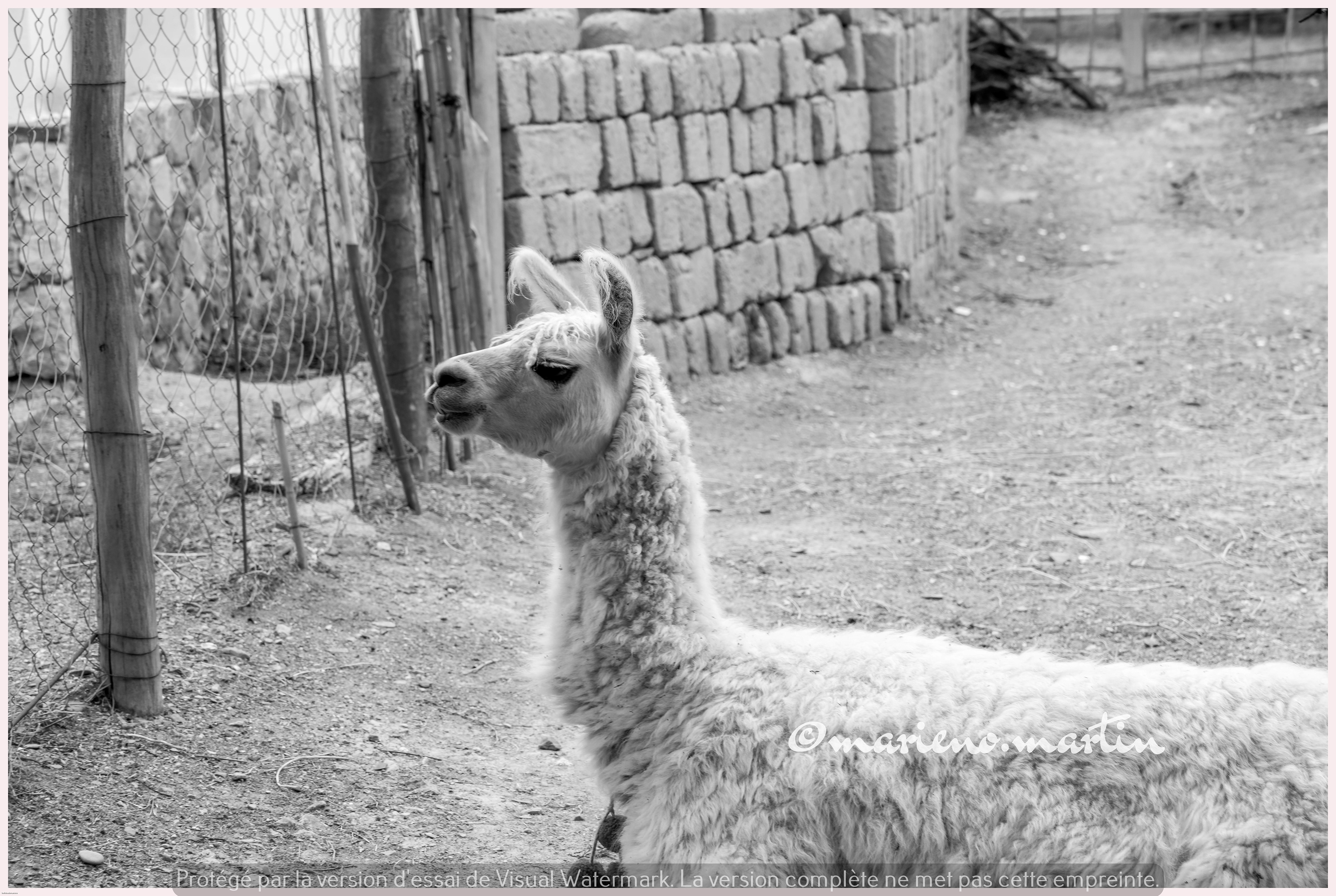 Le lama