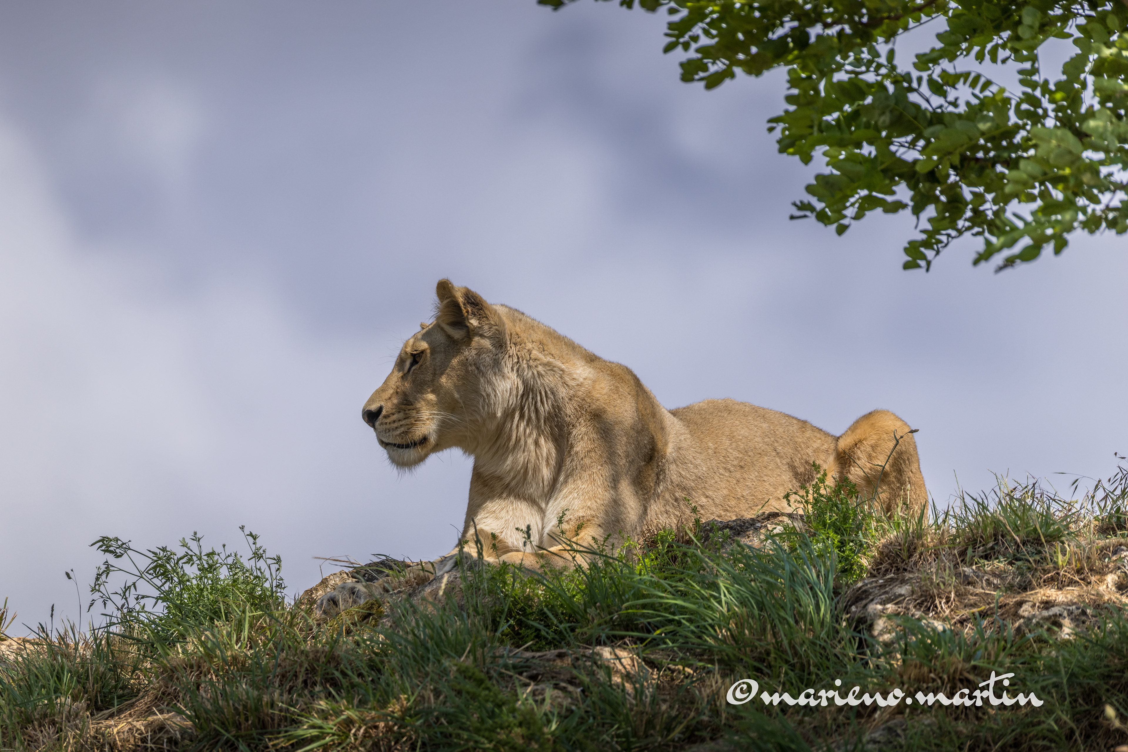 la reine de la savane