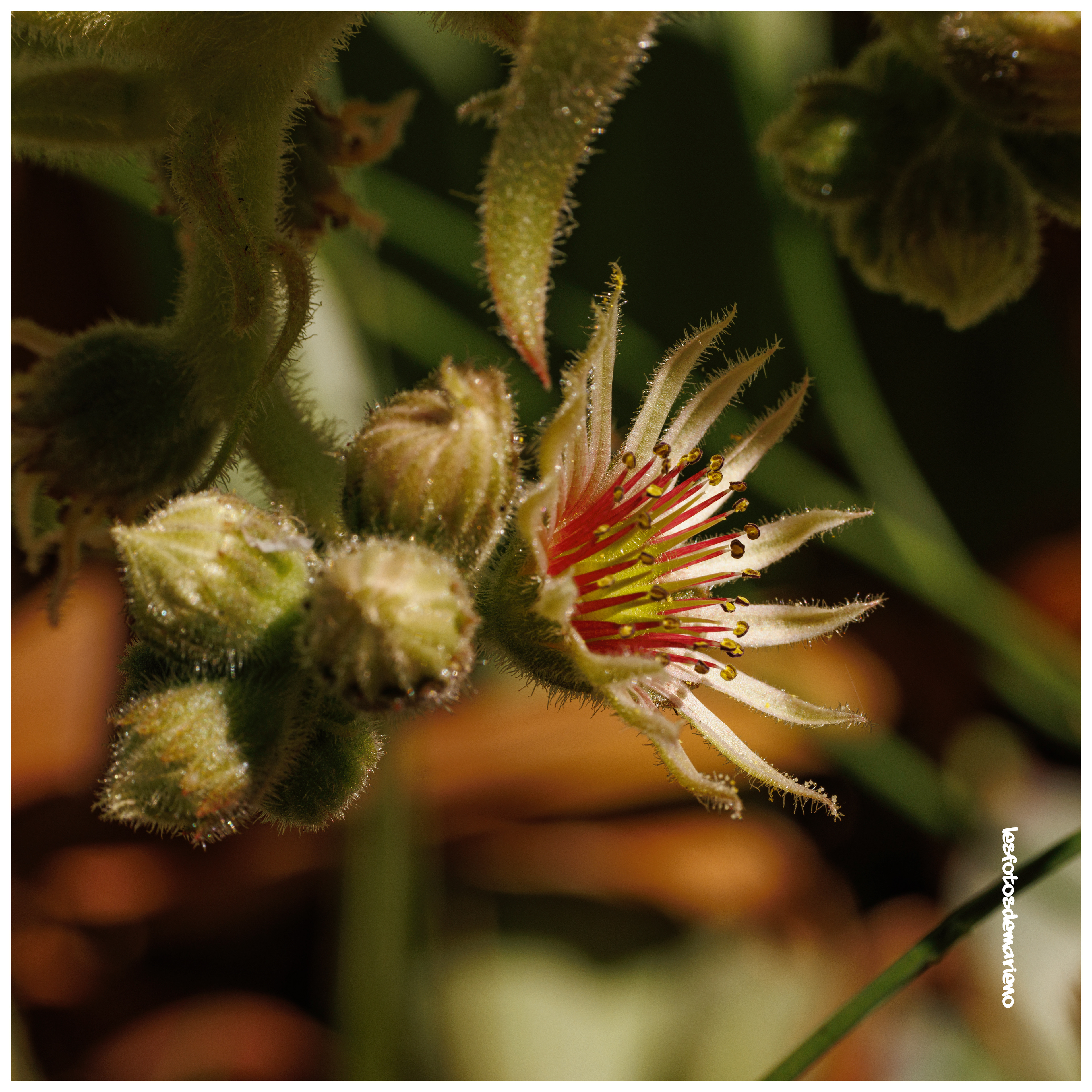 Joubarde ou artichand