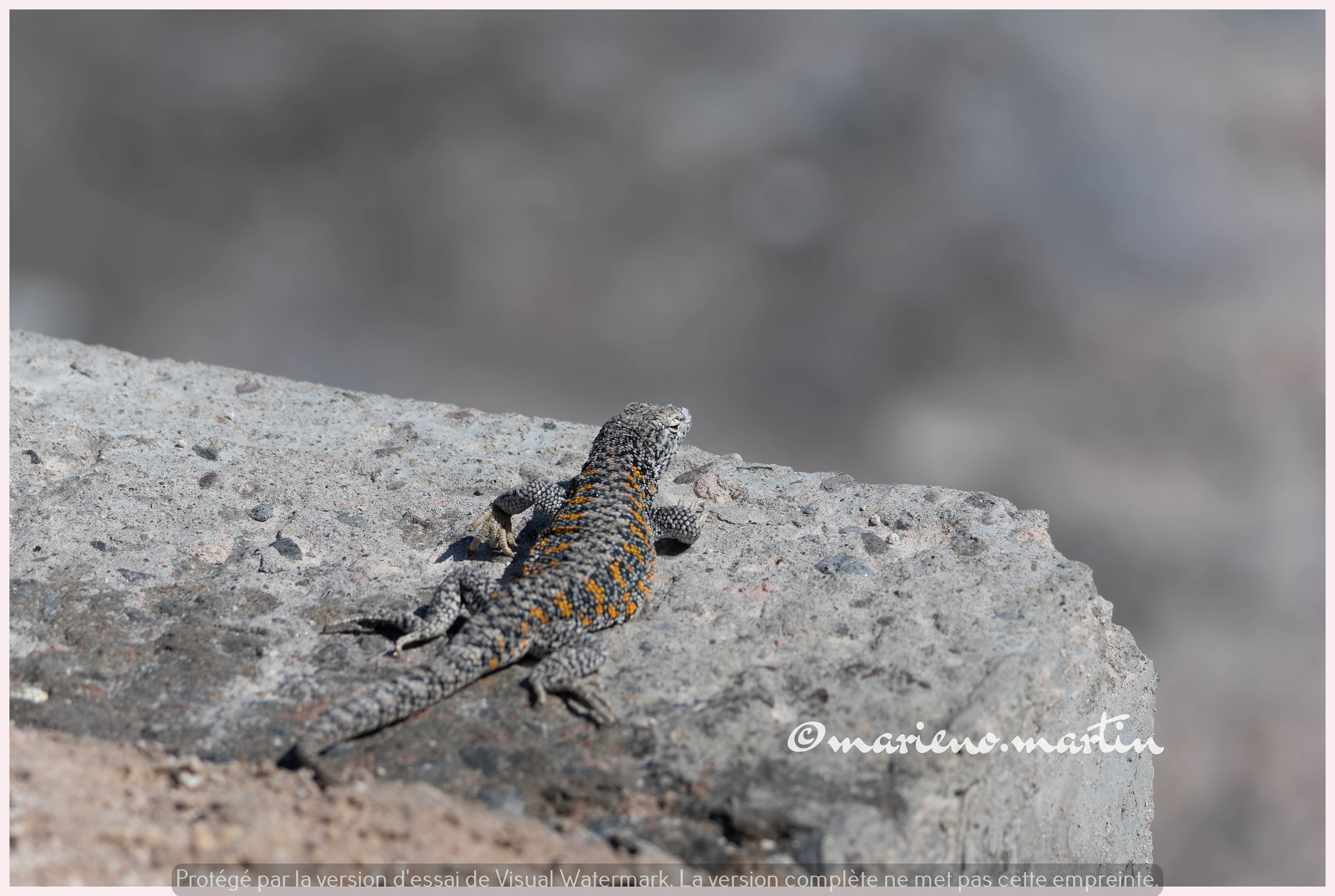 Le lezard des lagunes