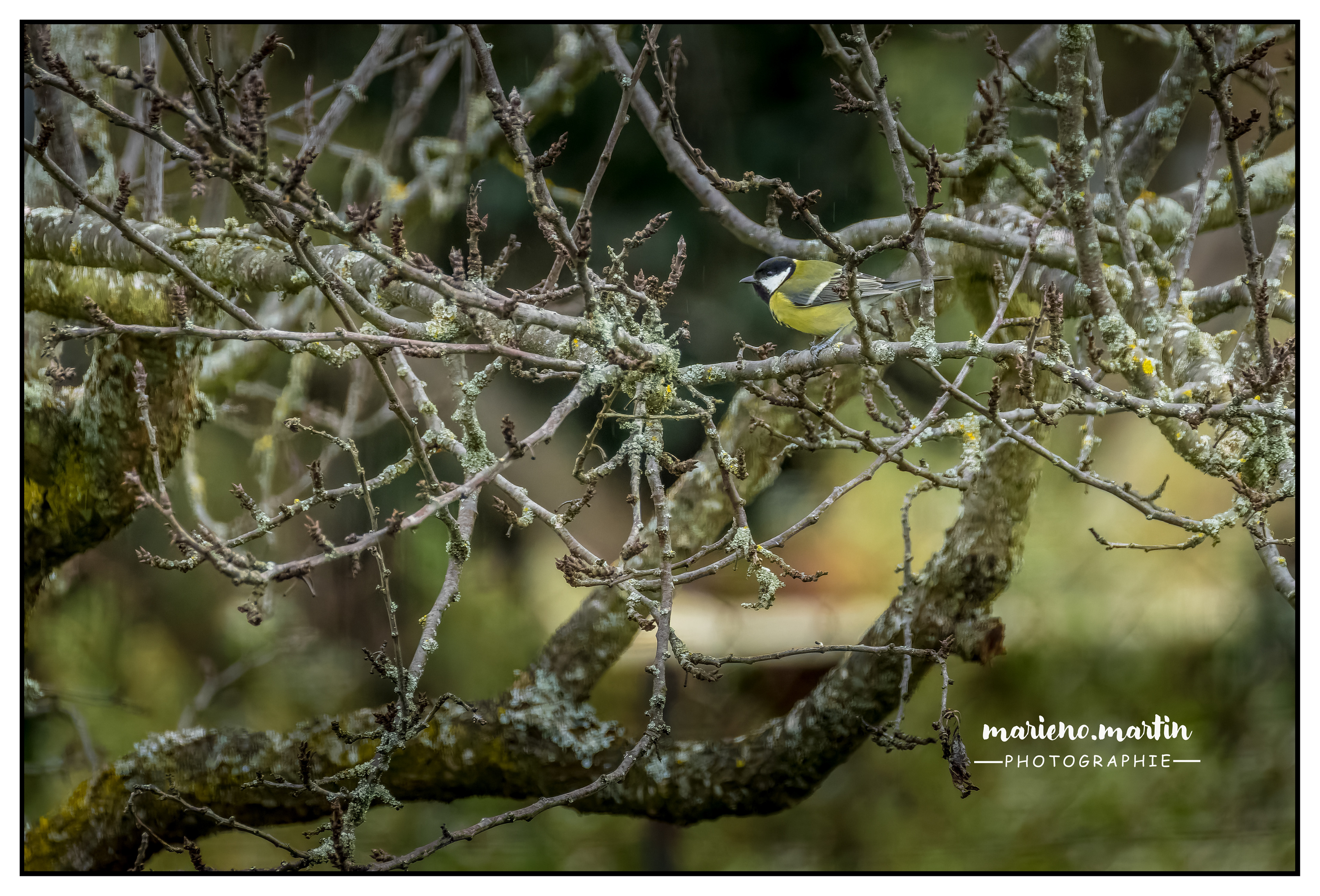 La mésange charbonnière