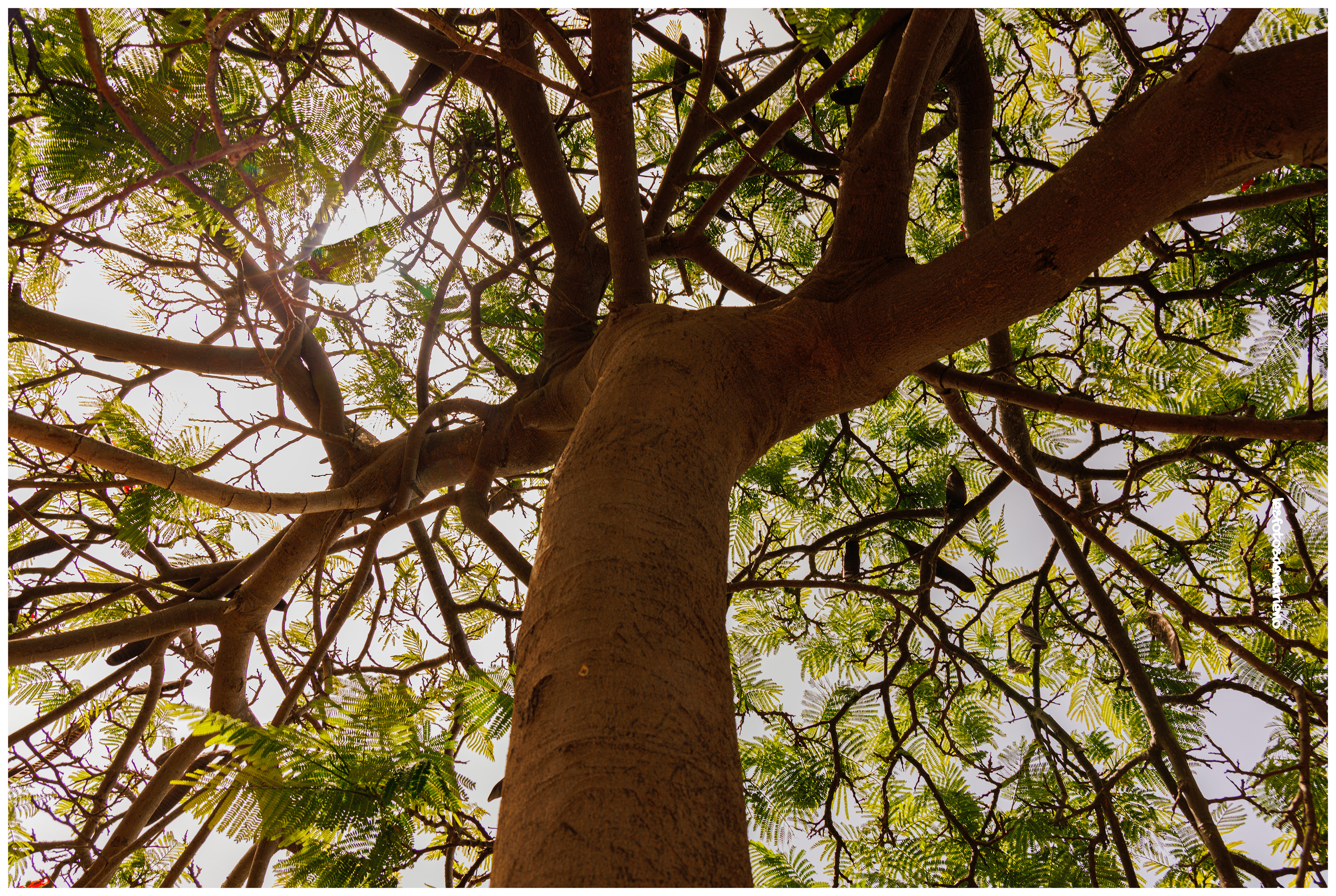 A l'ombre du flamboyant