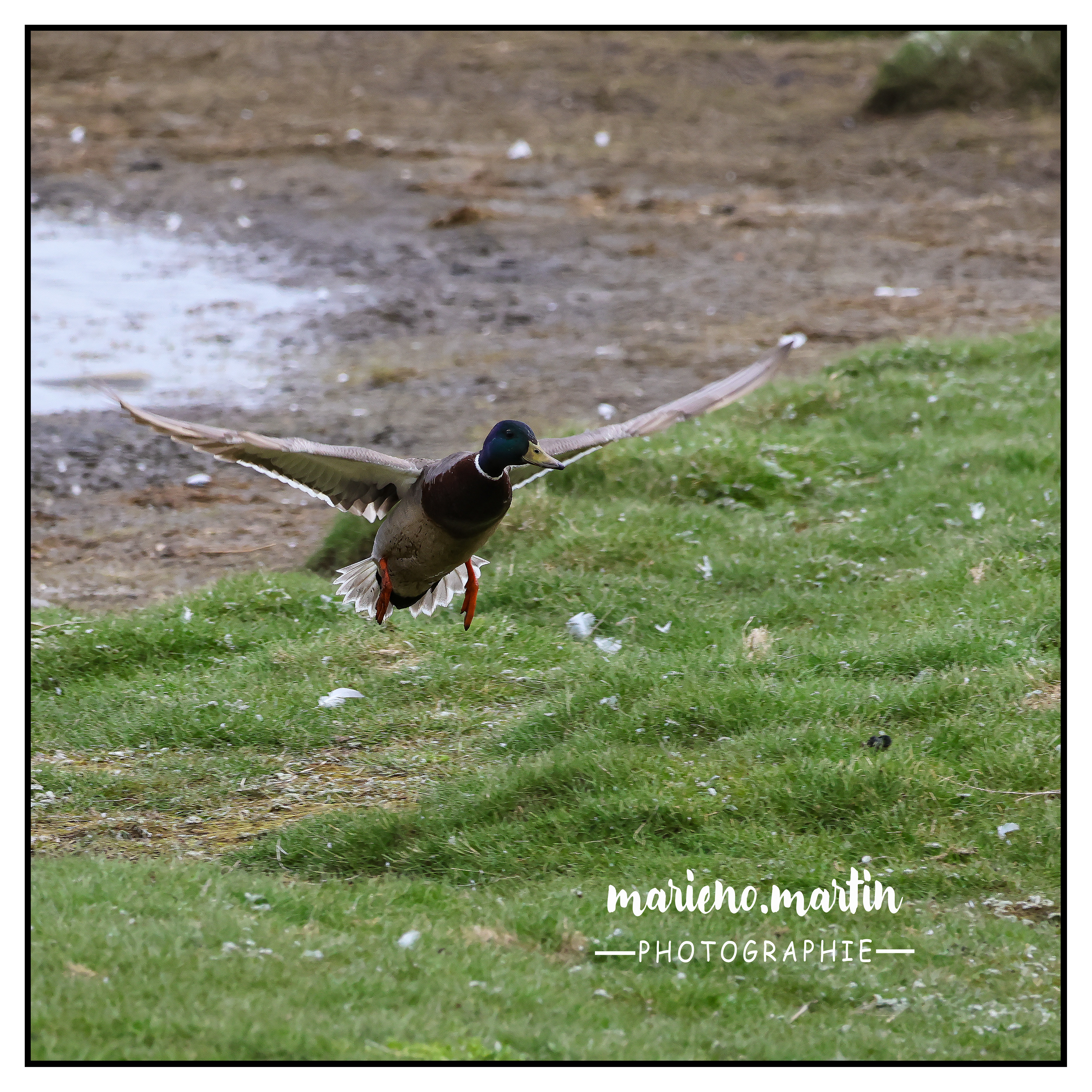 A duck landing in Island