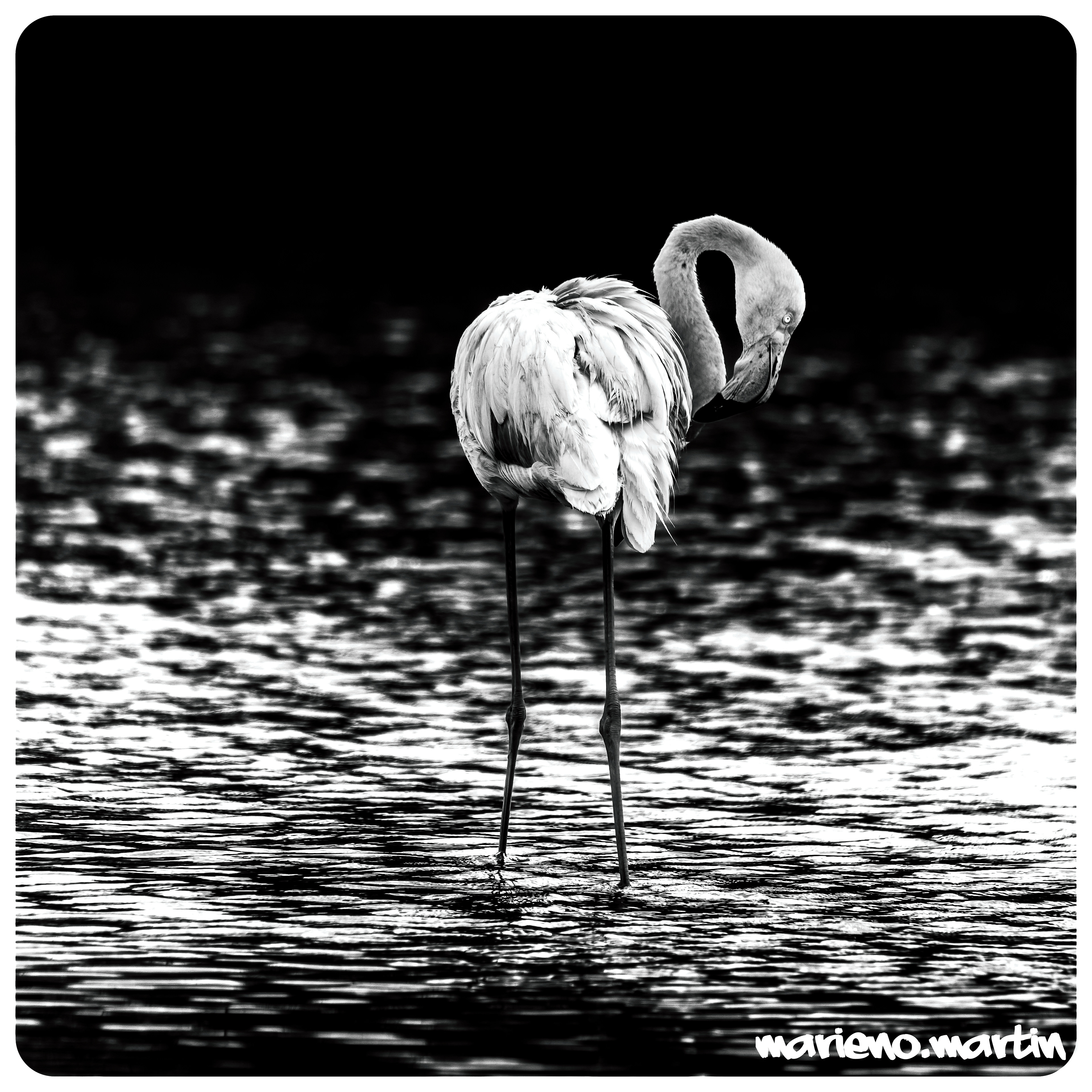 Le Flamand rose low Key