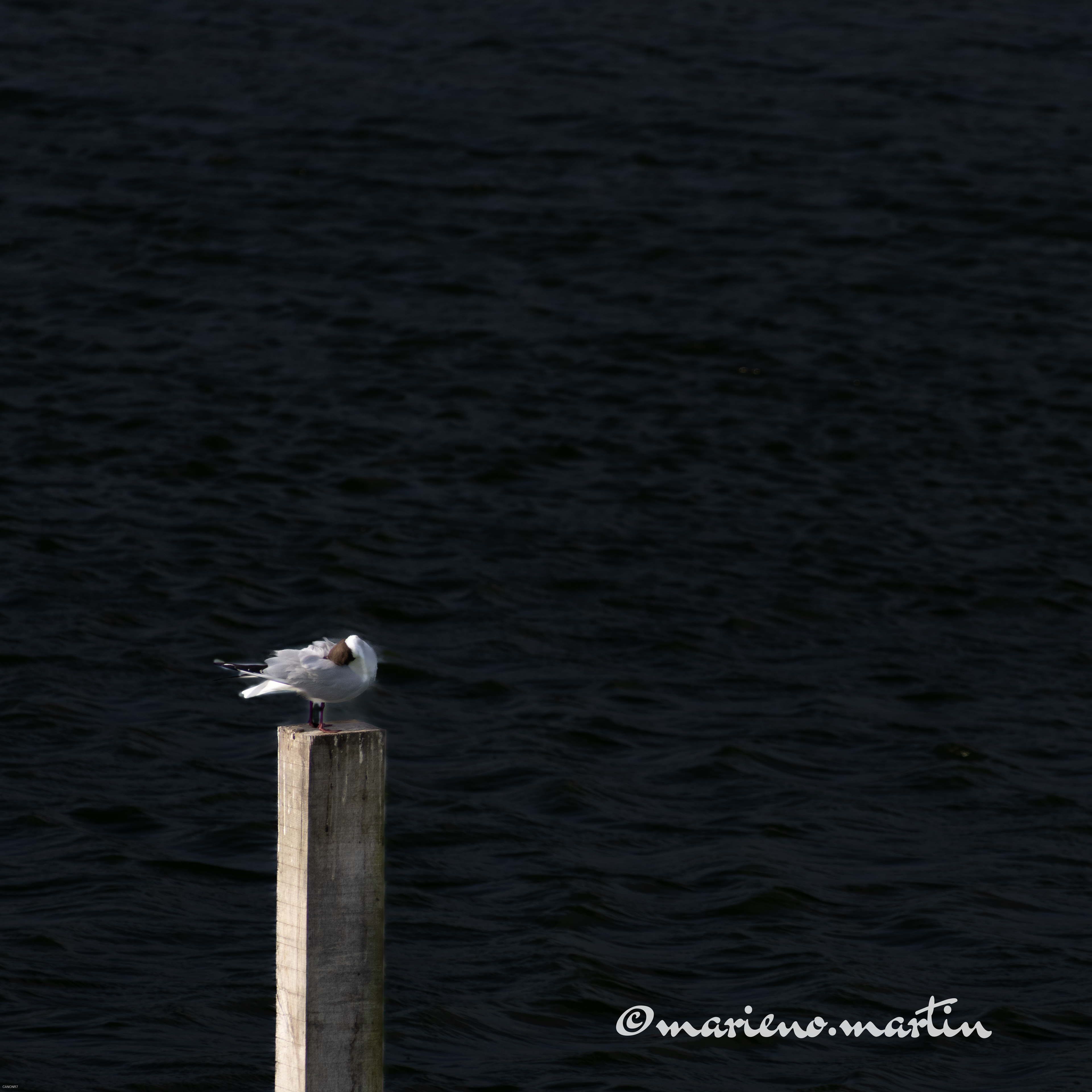 Low key mouette