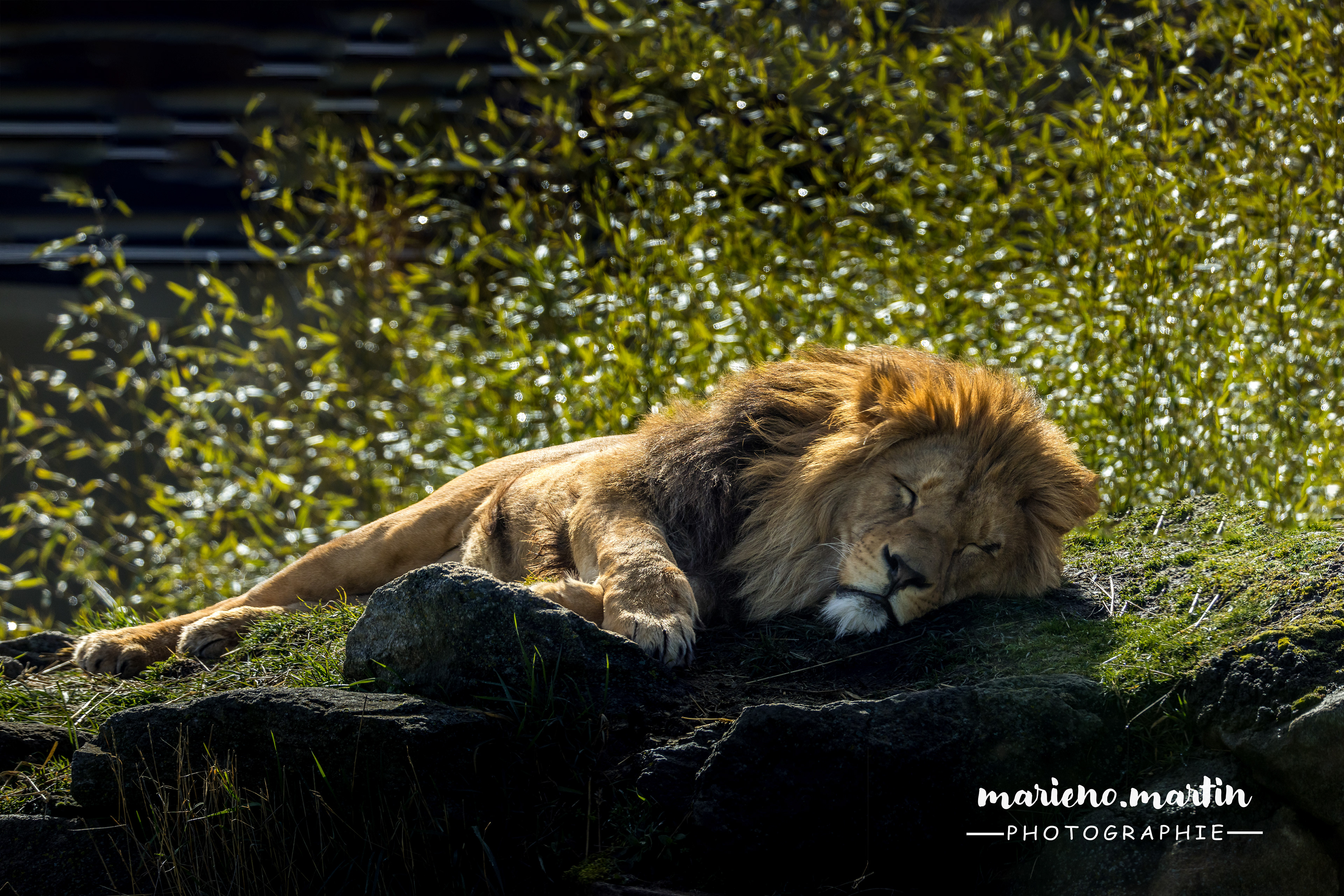 Sieste 