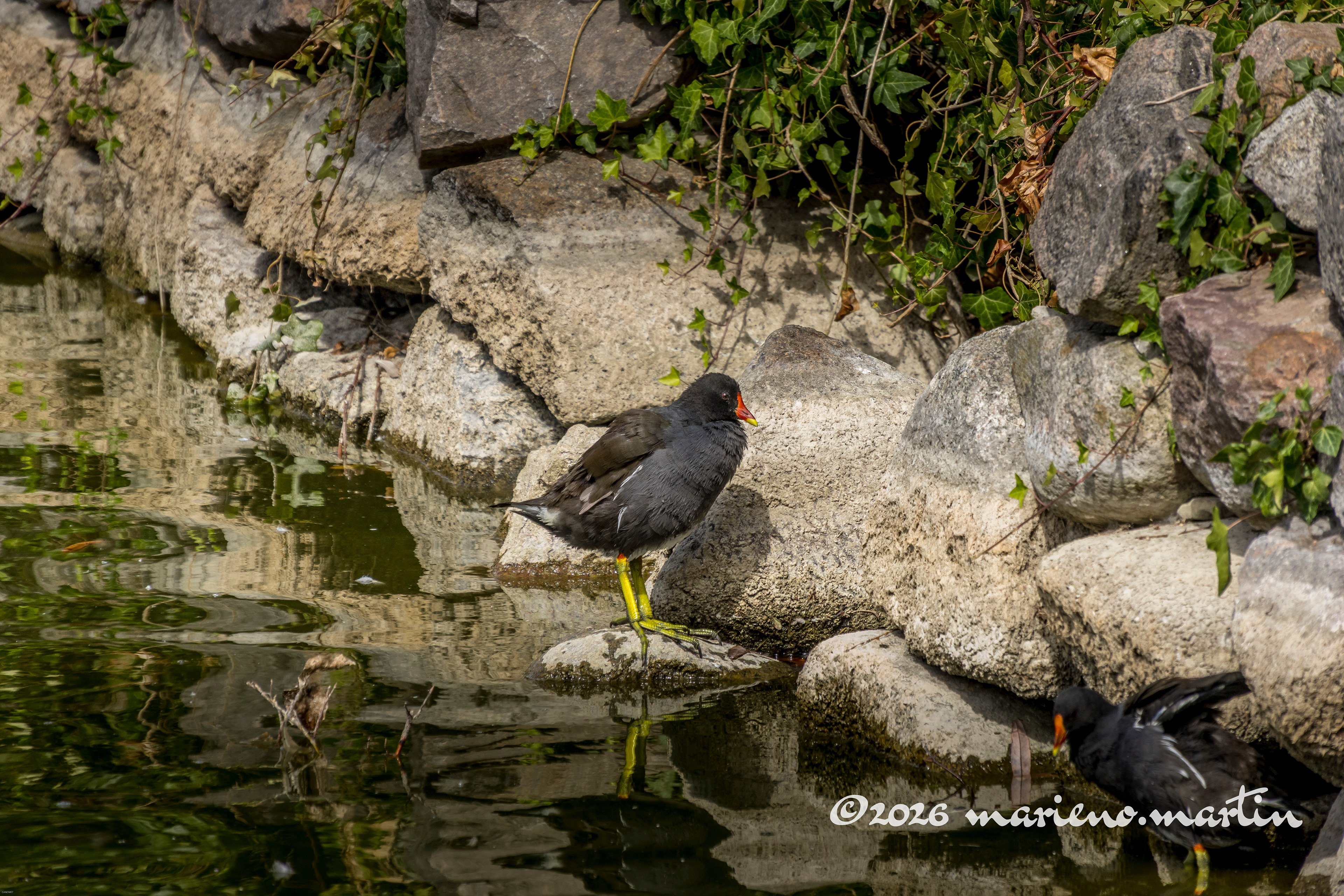 Gallinule