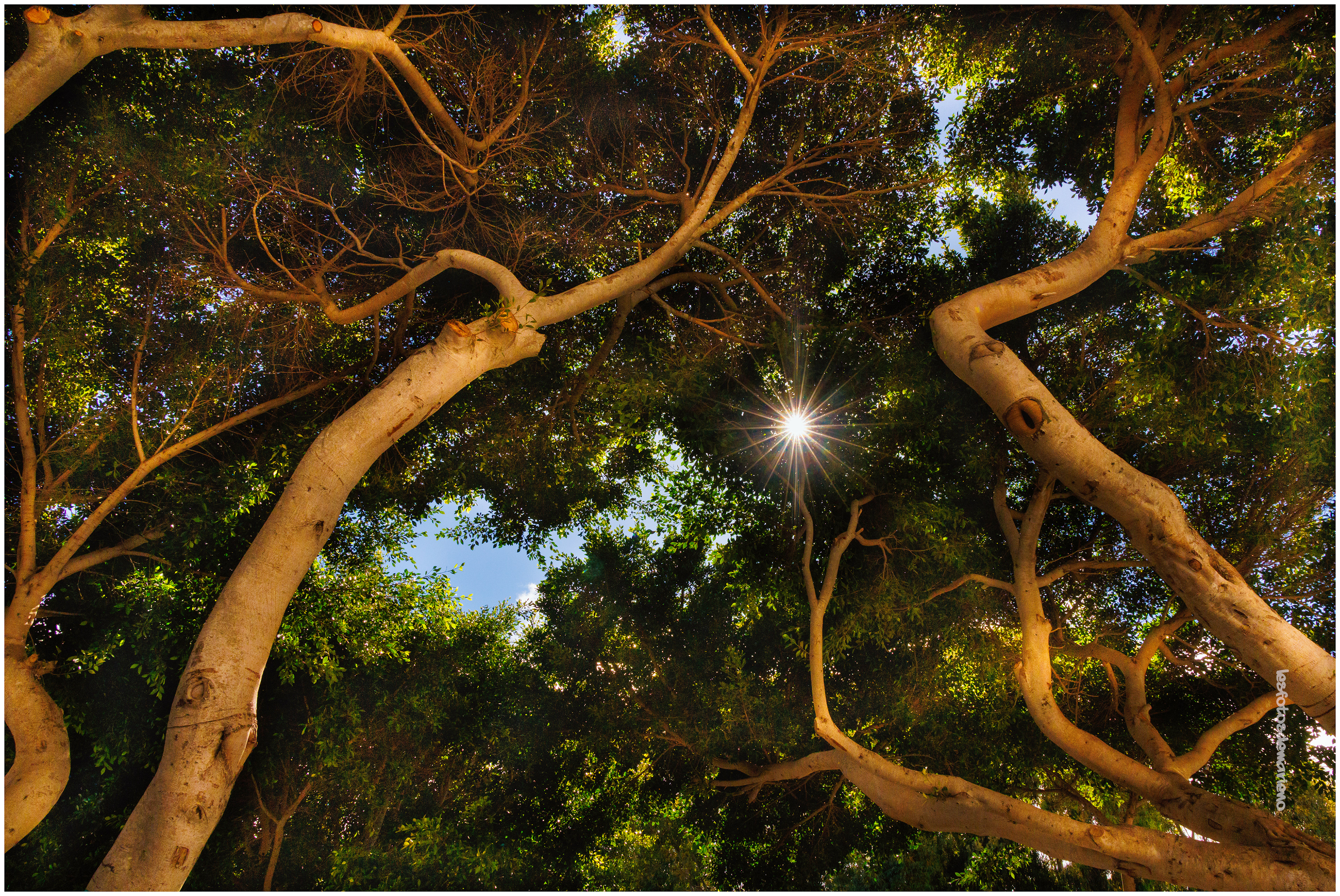 Sous les arbres - Lanzarote