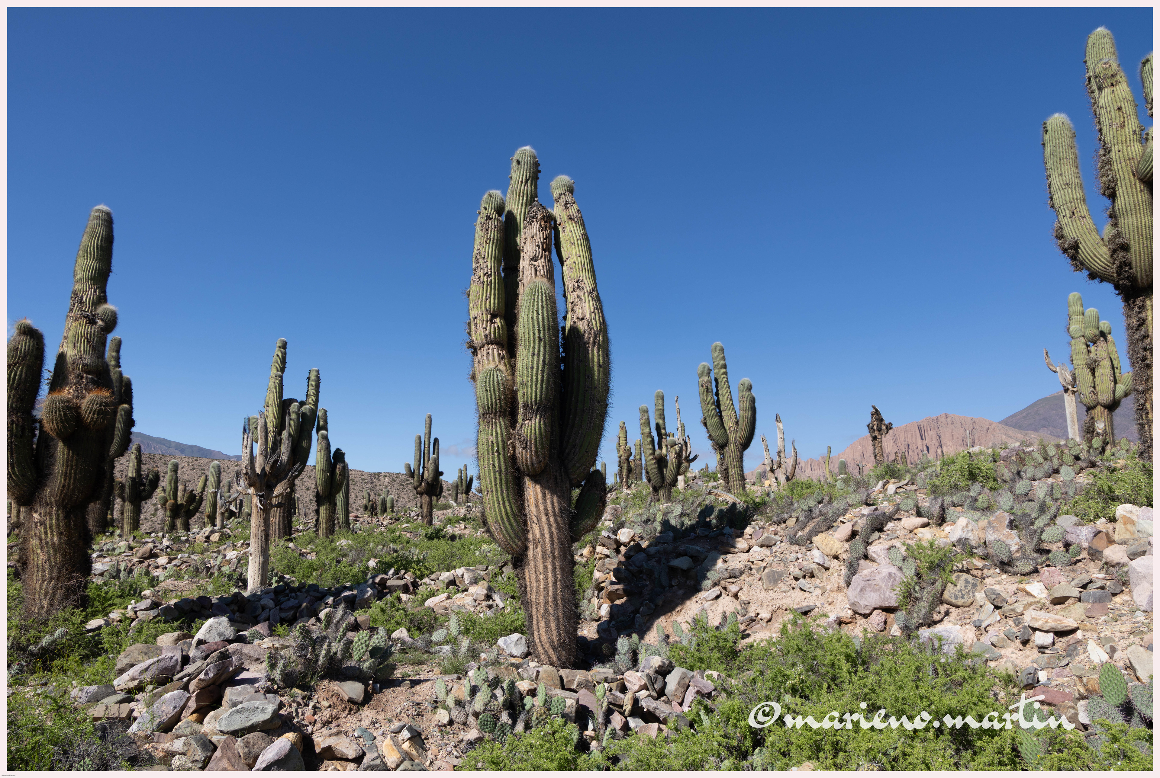 Paysage de cactus