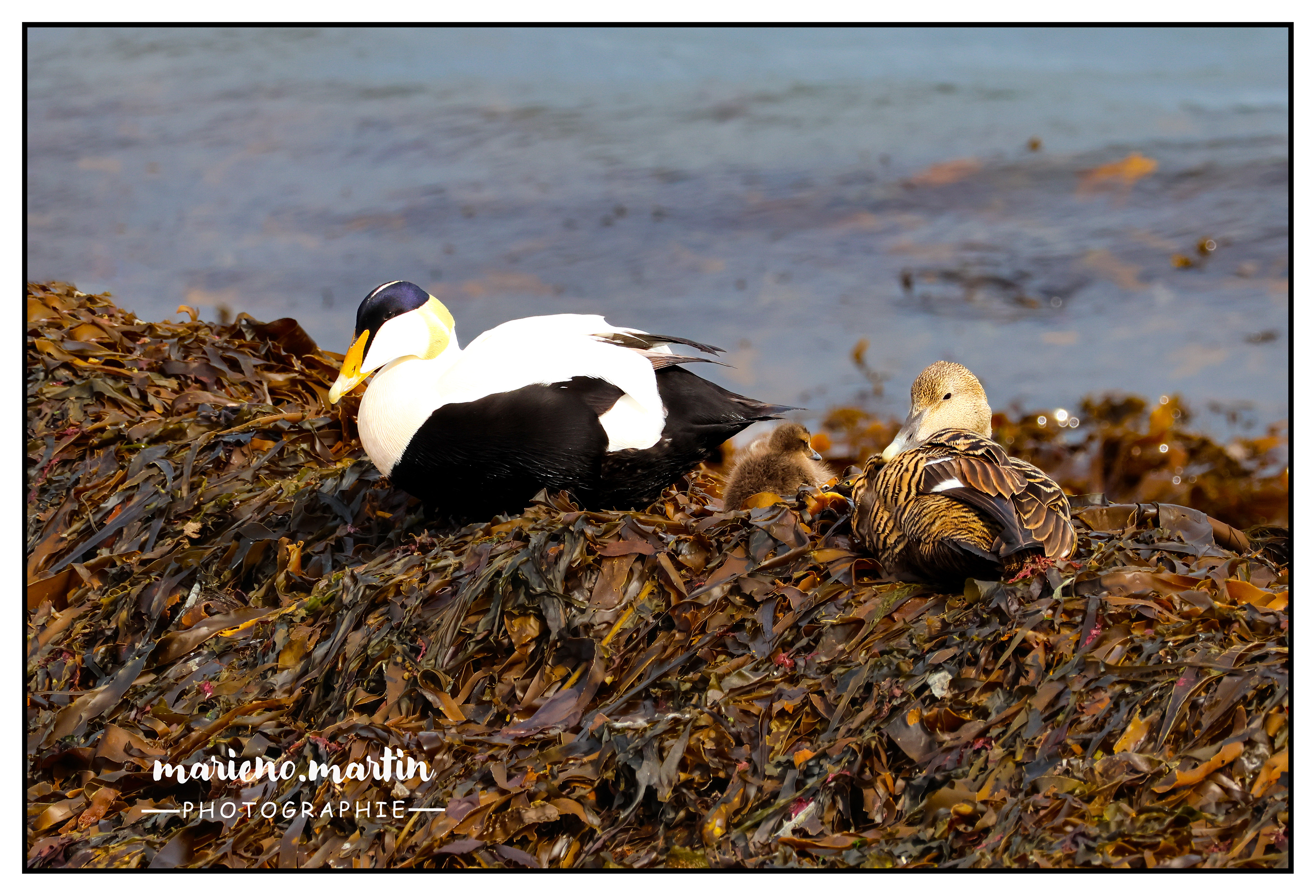 Eider à duvet family