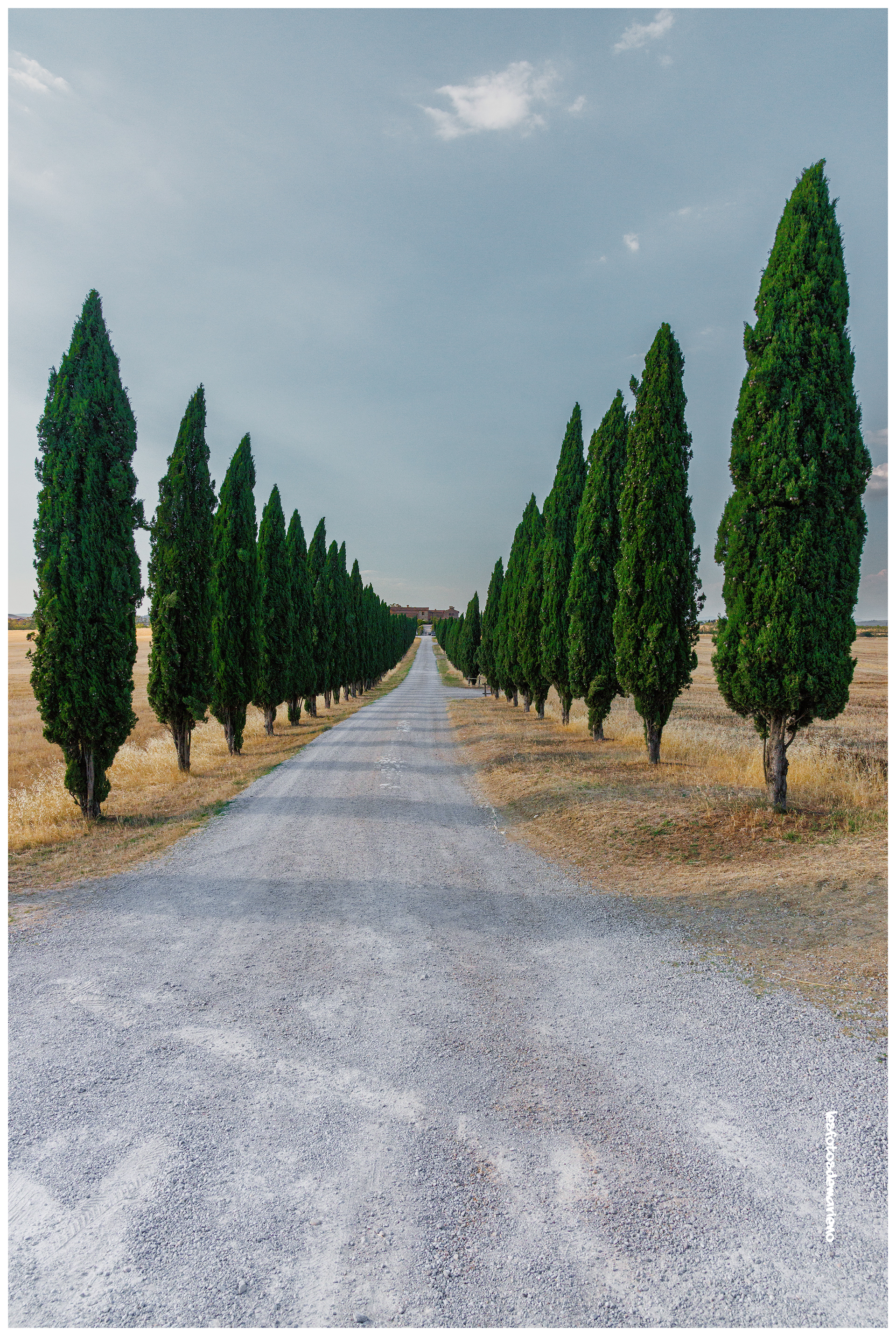Cyprés si loin - Italie
