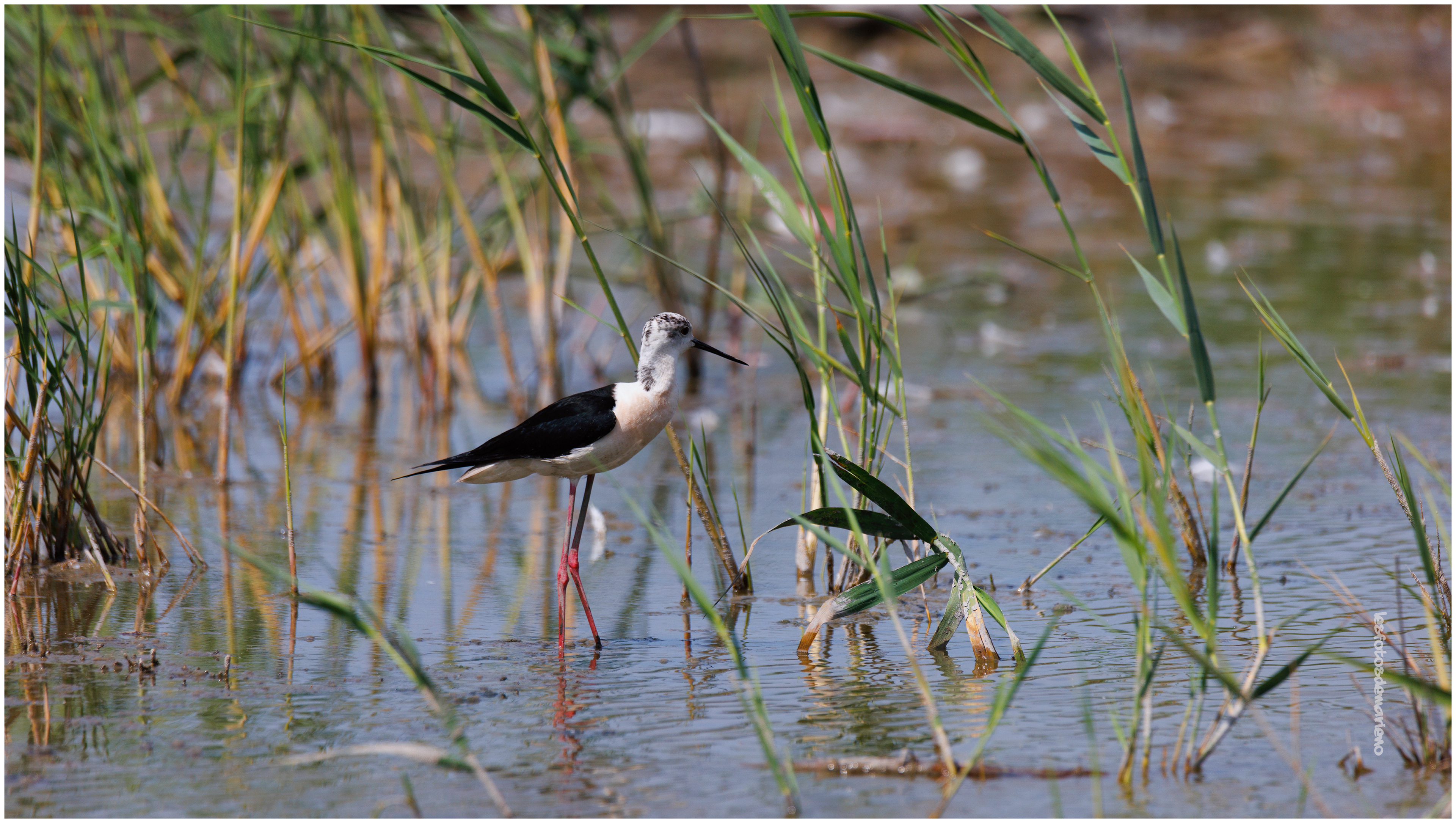 Echasse dans les joncs