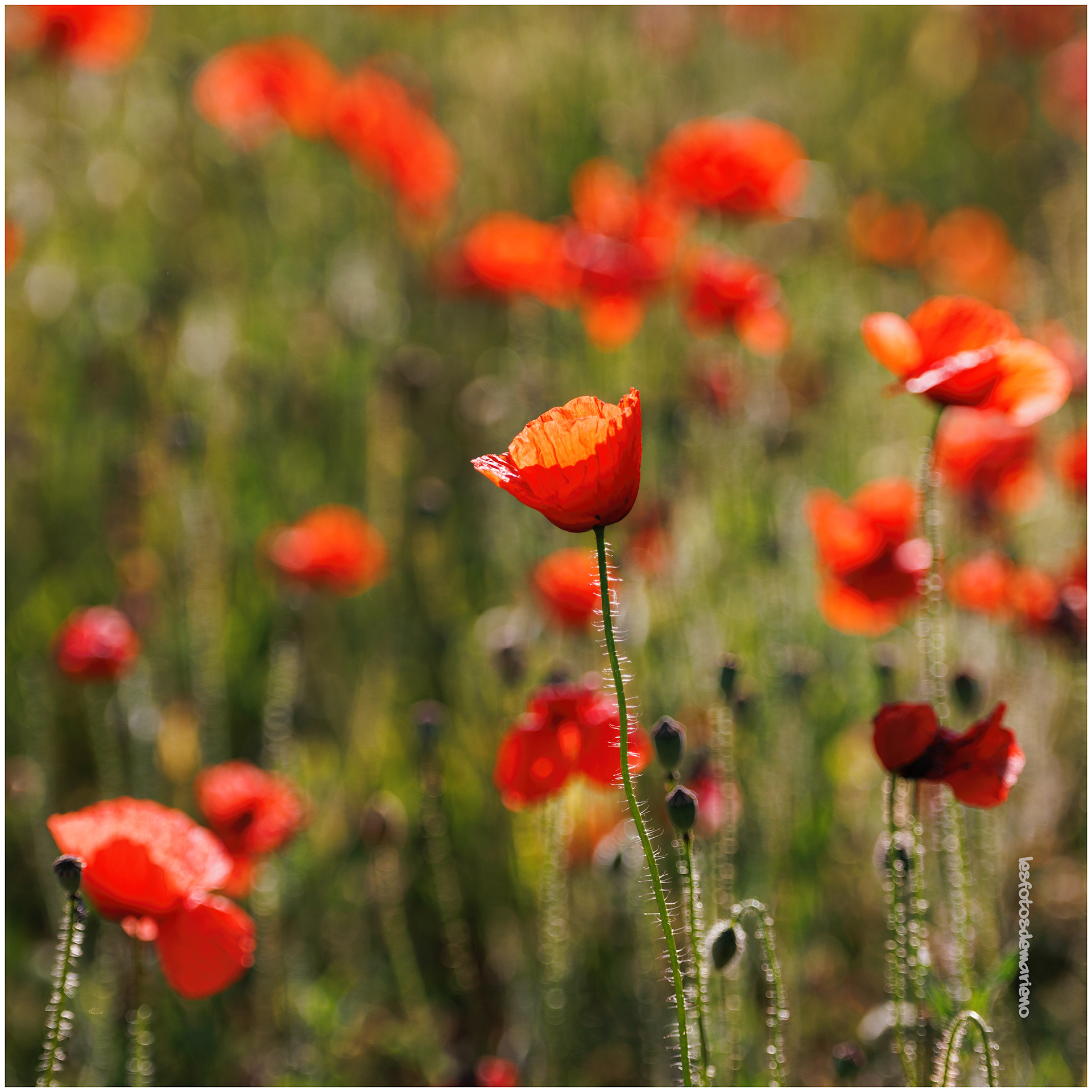 Le champ de coqueliquot 2022