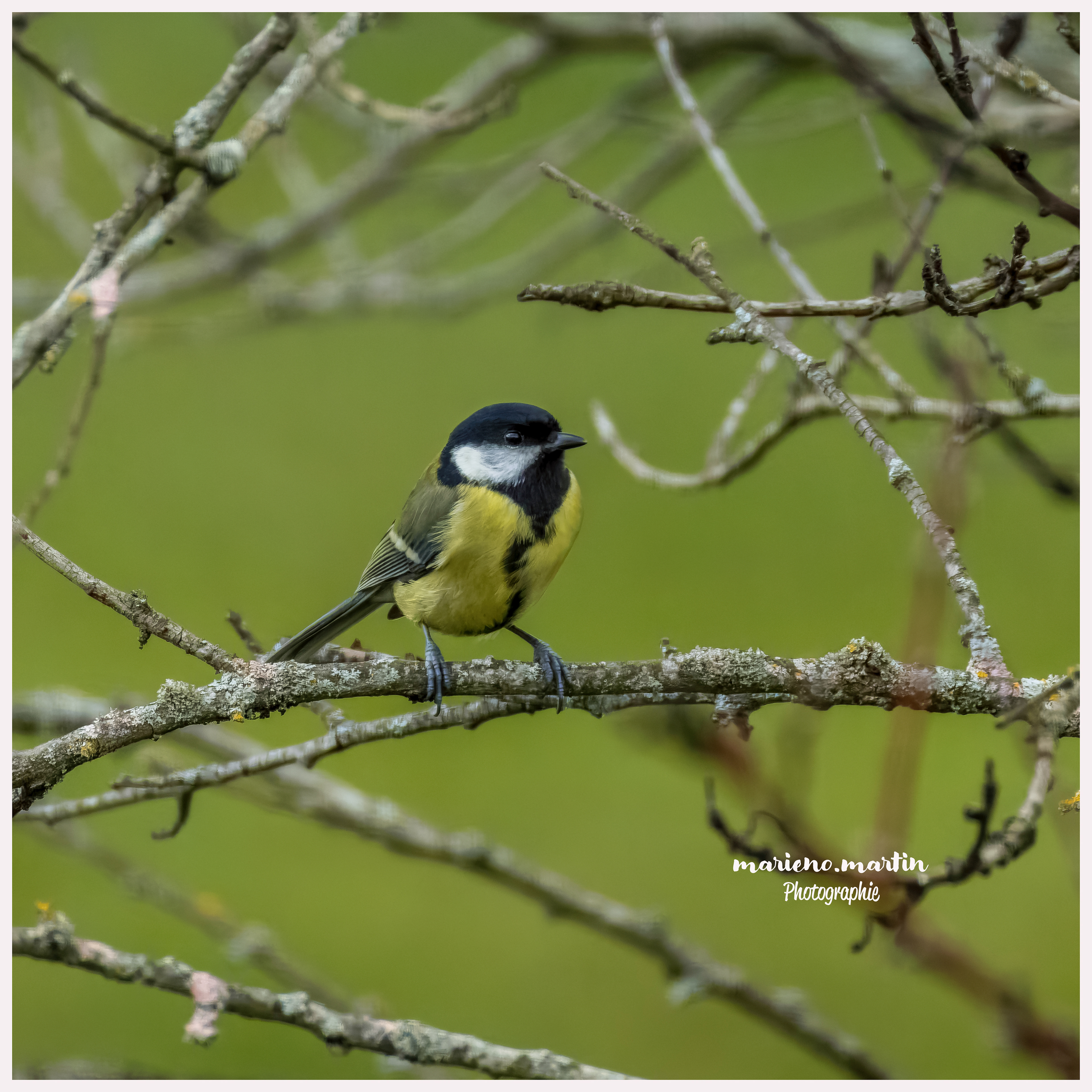 Mésange charbonnière