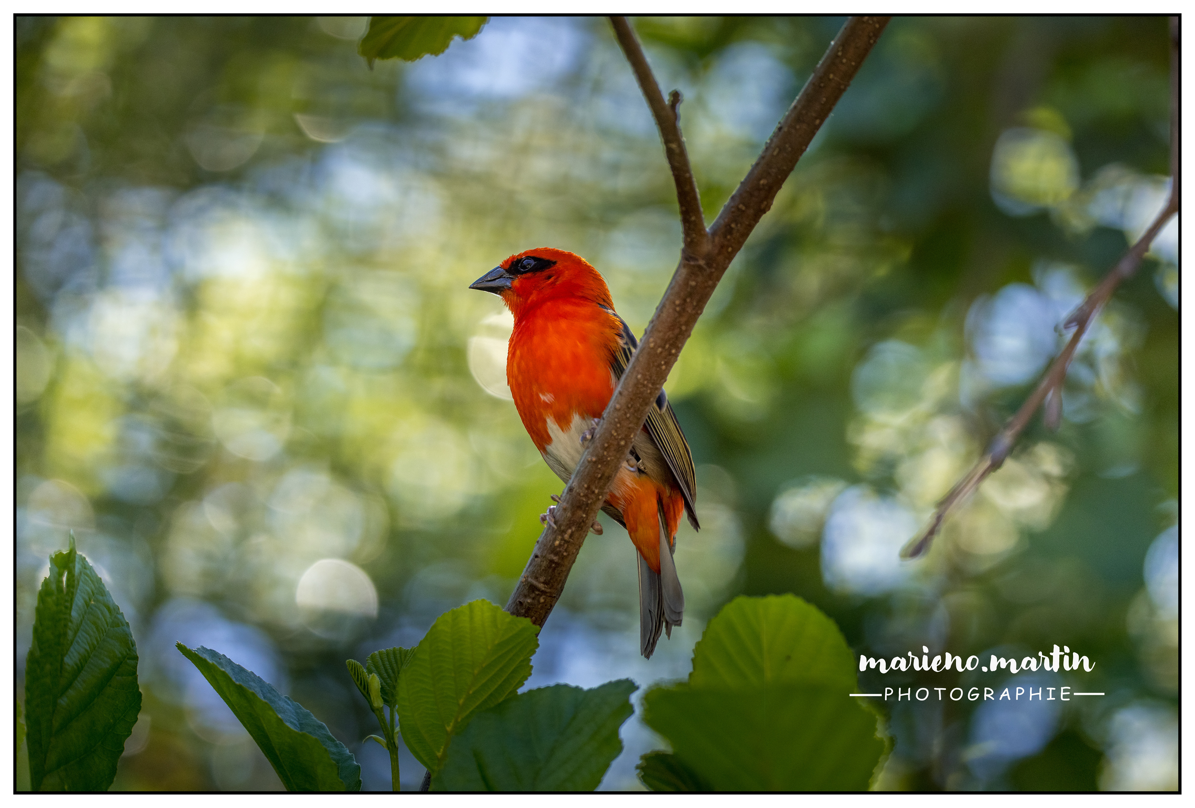 Foudi rouge ou cardinal
