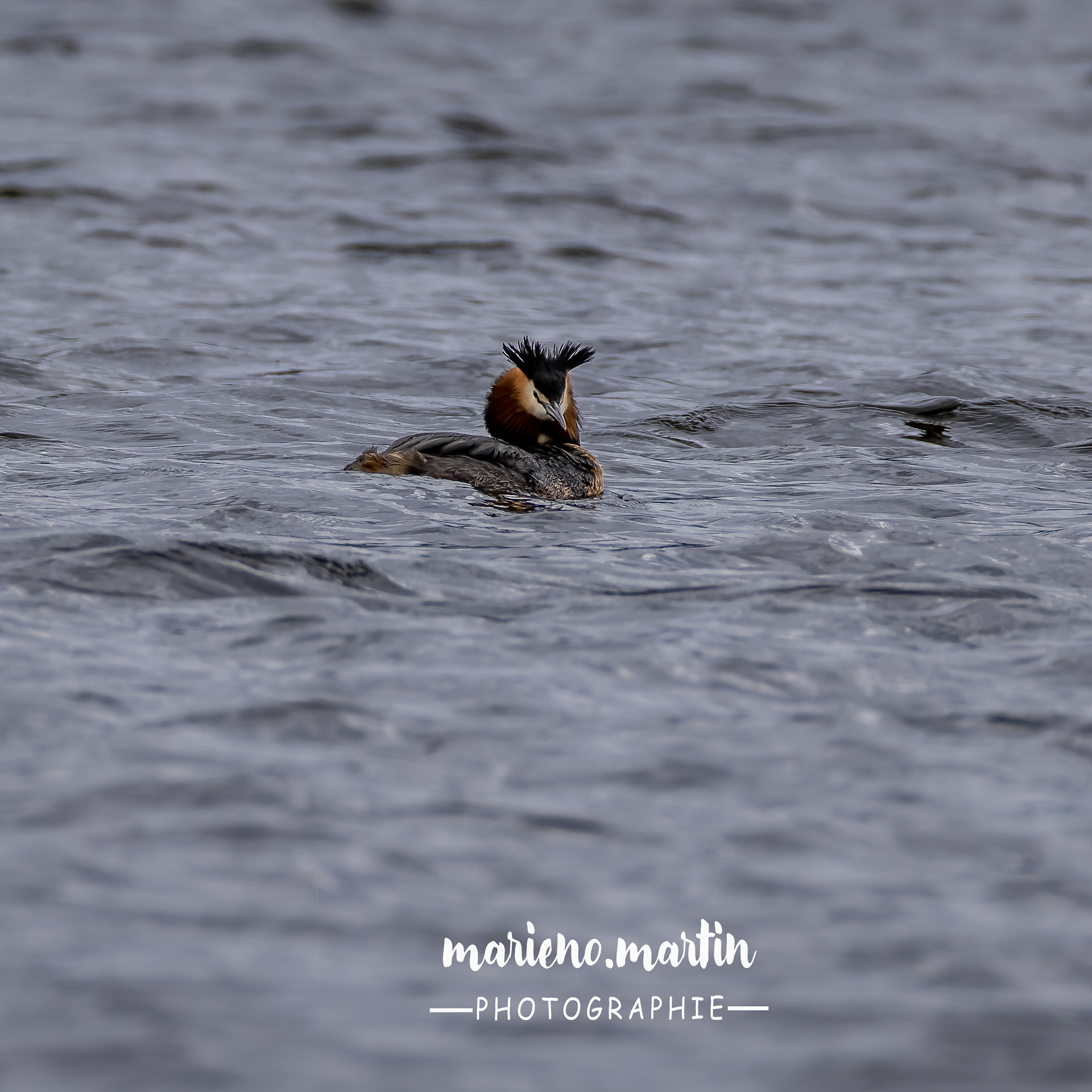 Grèbes lac du pècher