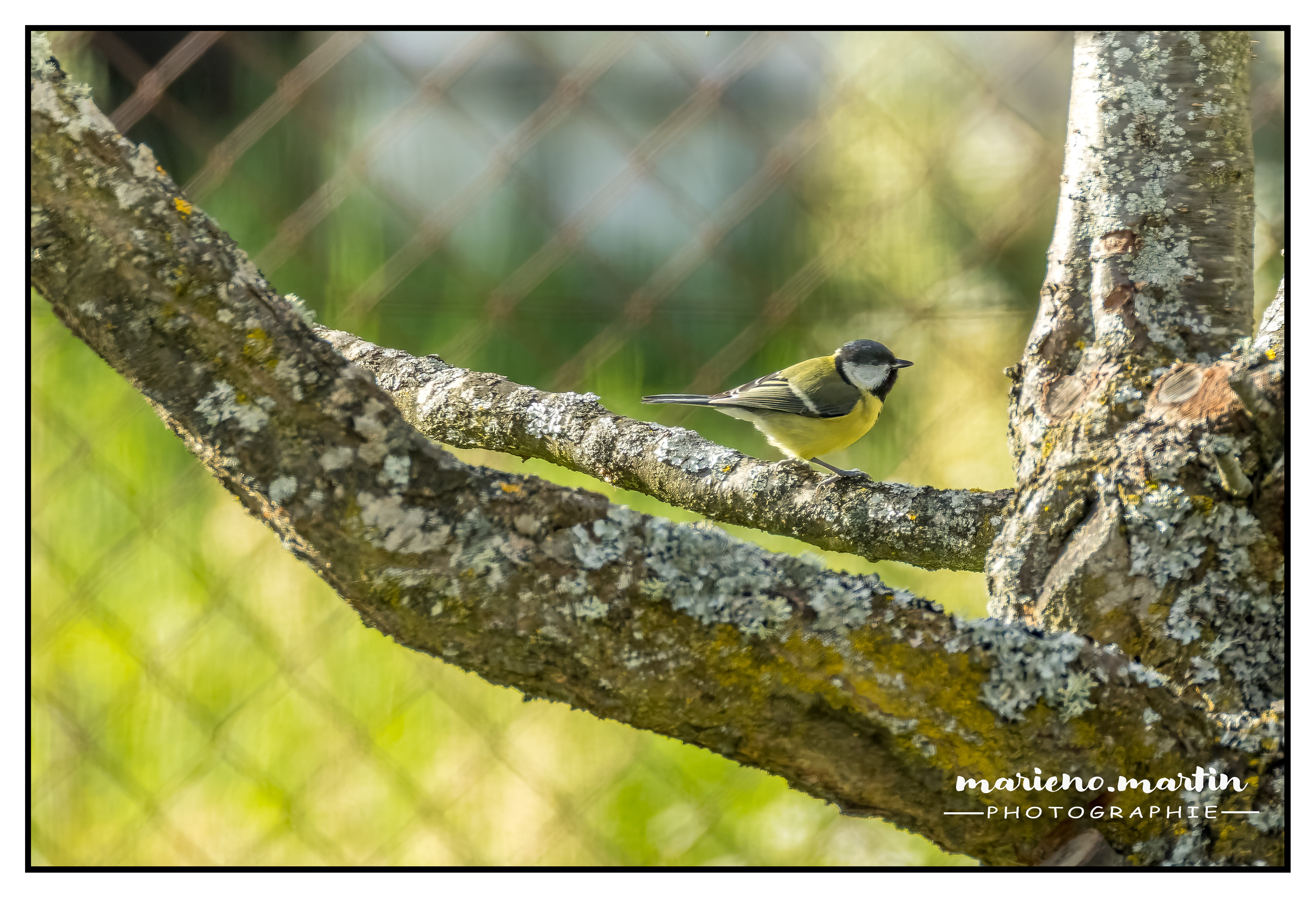 La mésange charbonnière