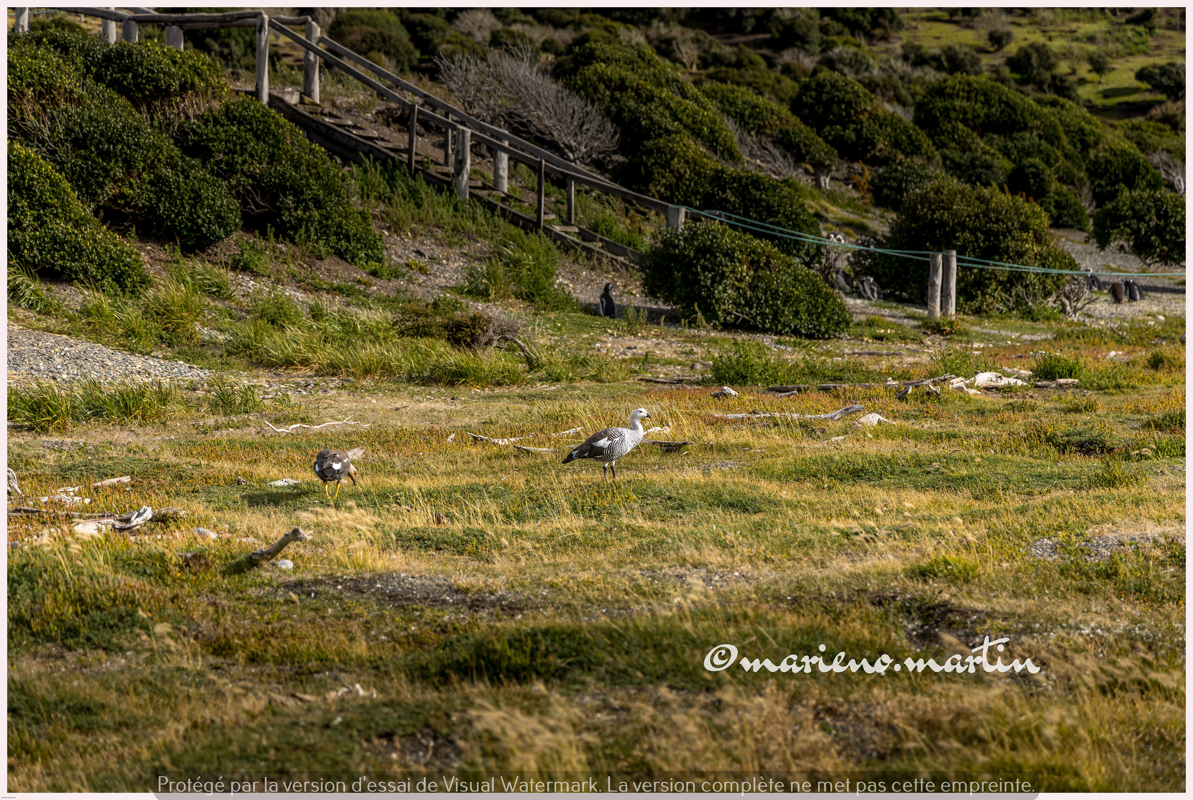 Les oies sauvages