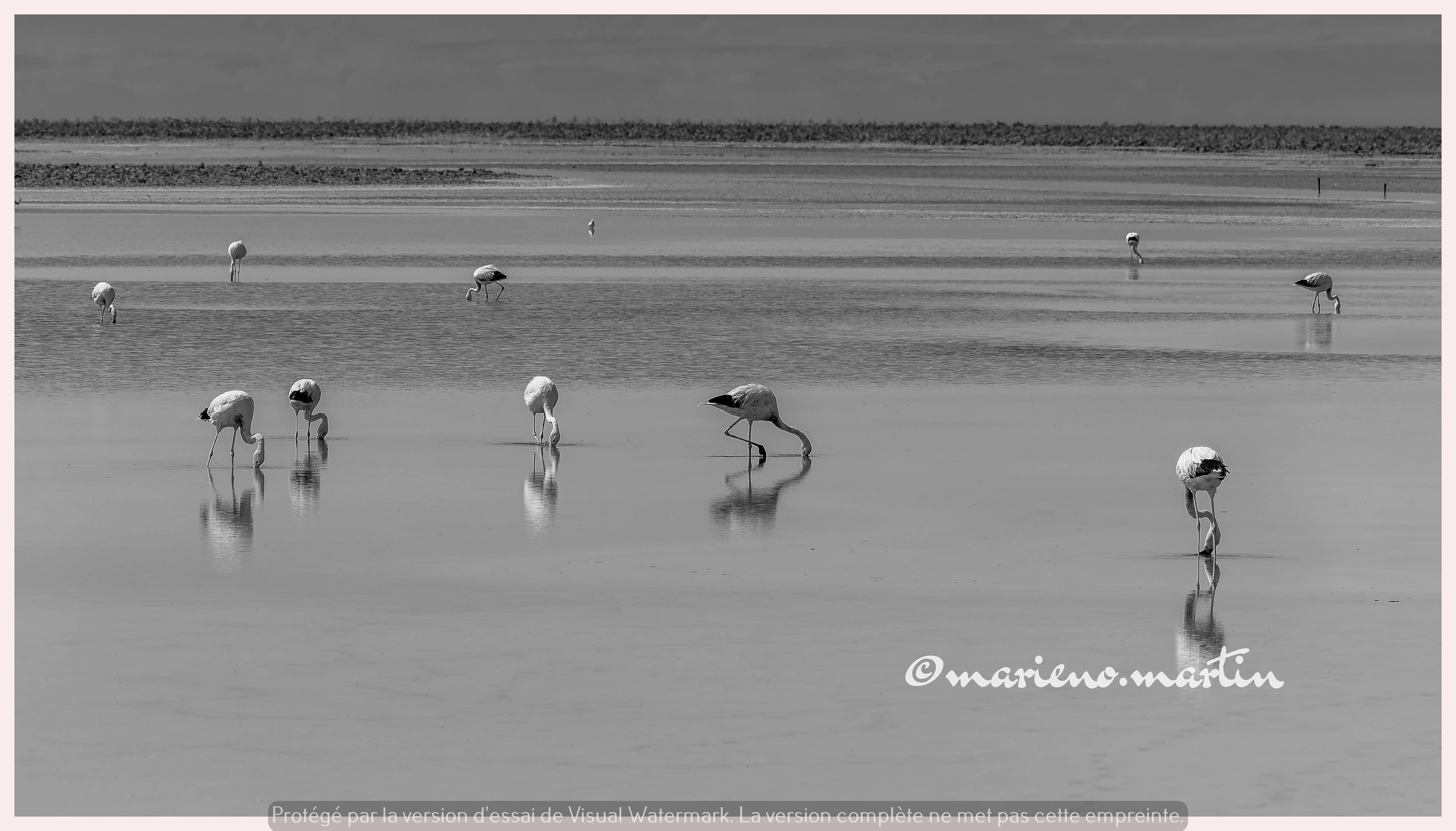 Flamands en BW