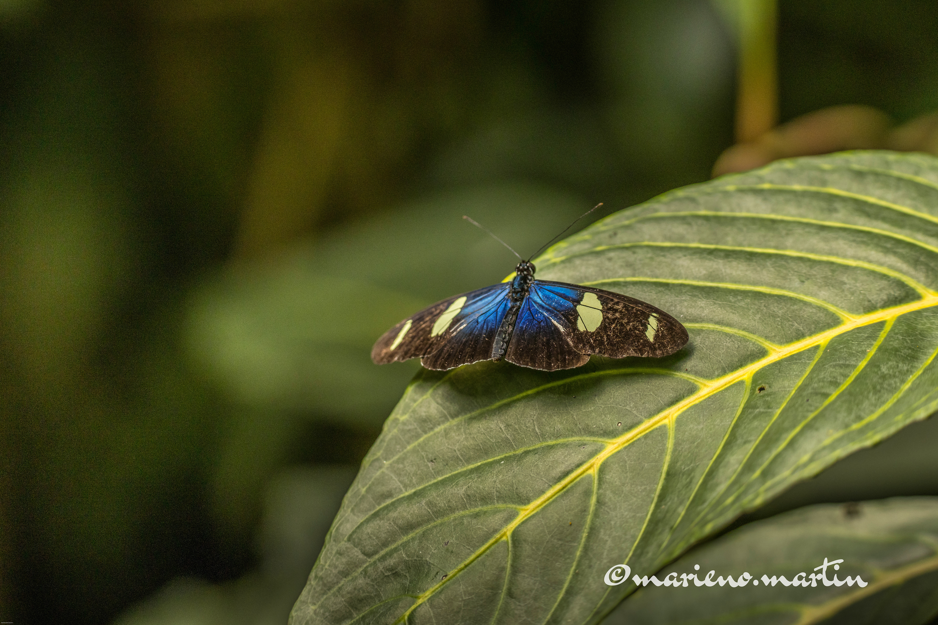 Papillon in honfleur