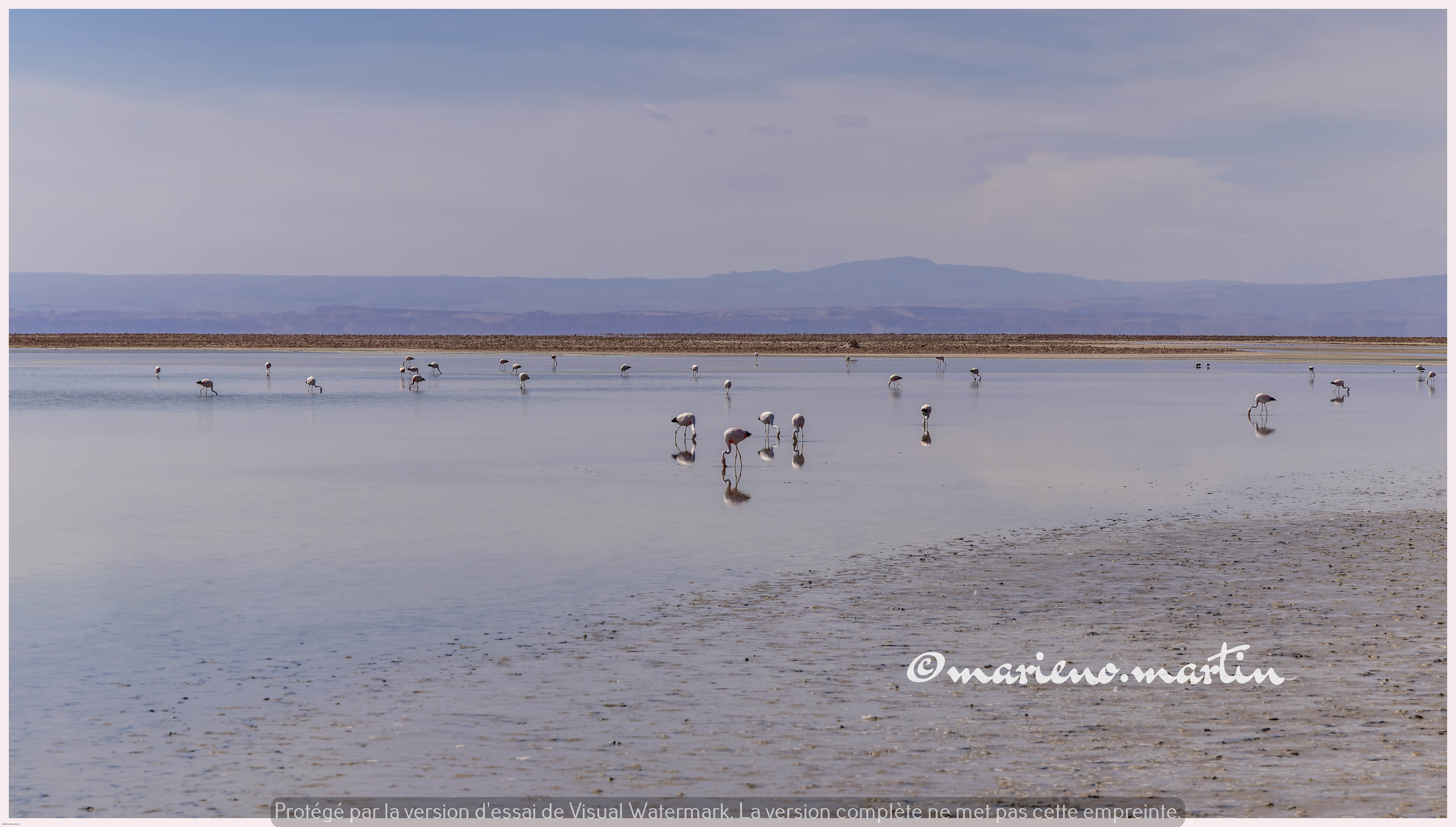 Les flamands du chili