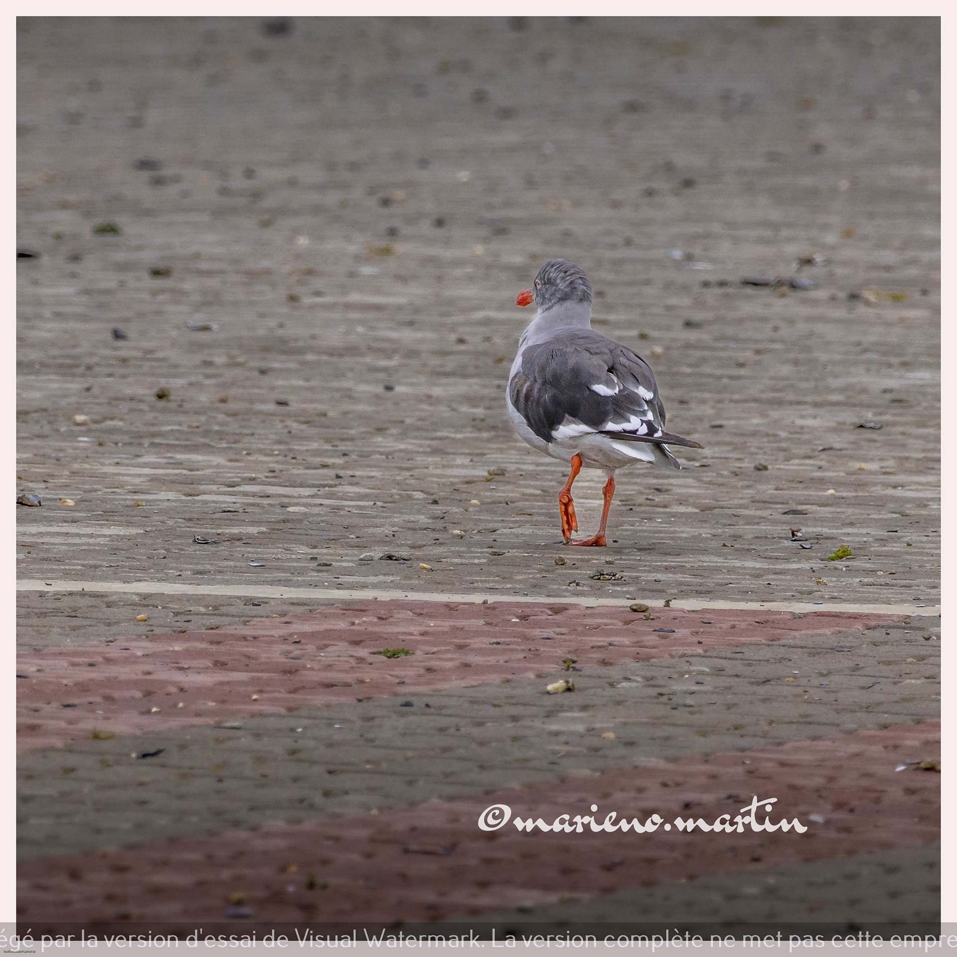 Sur les berges d'Ushuaia