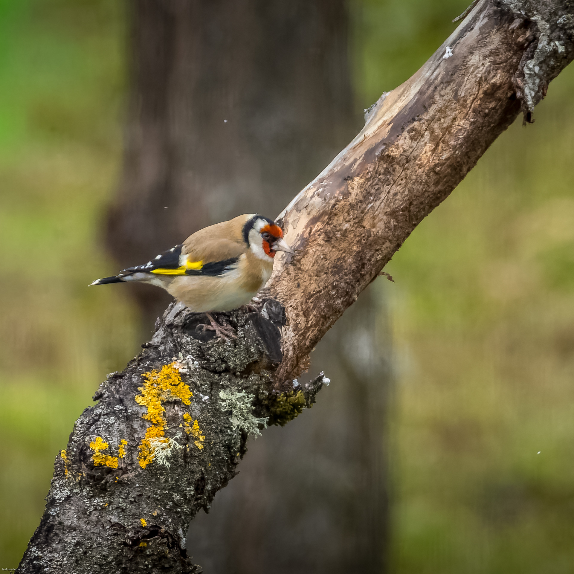 Chardonneret élégant
