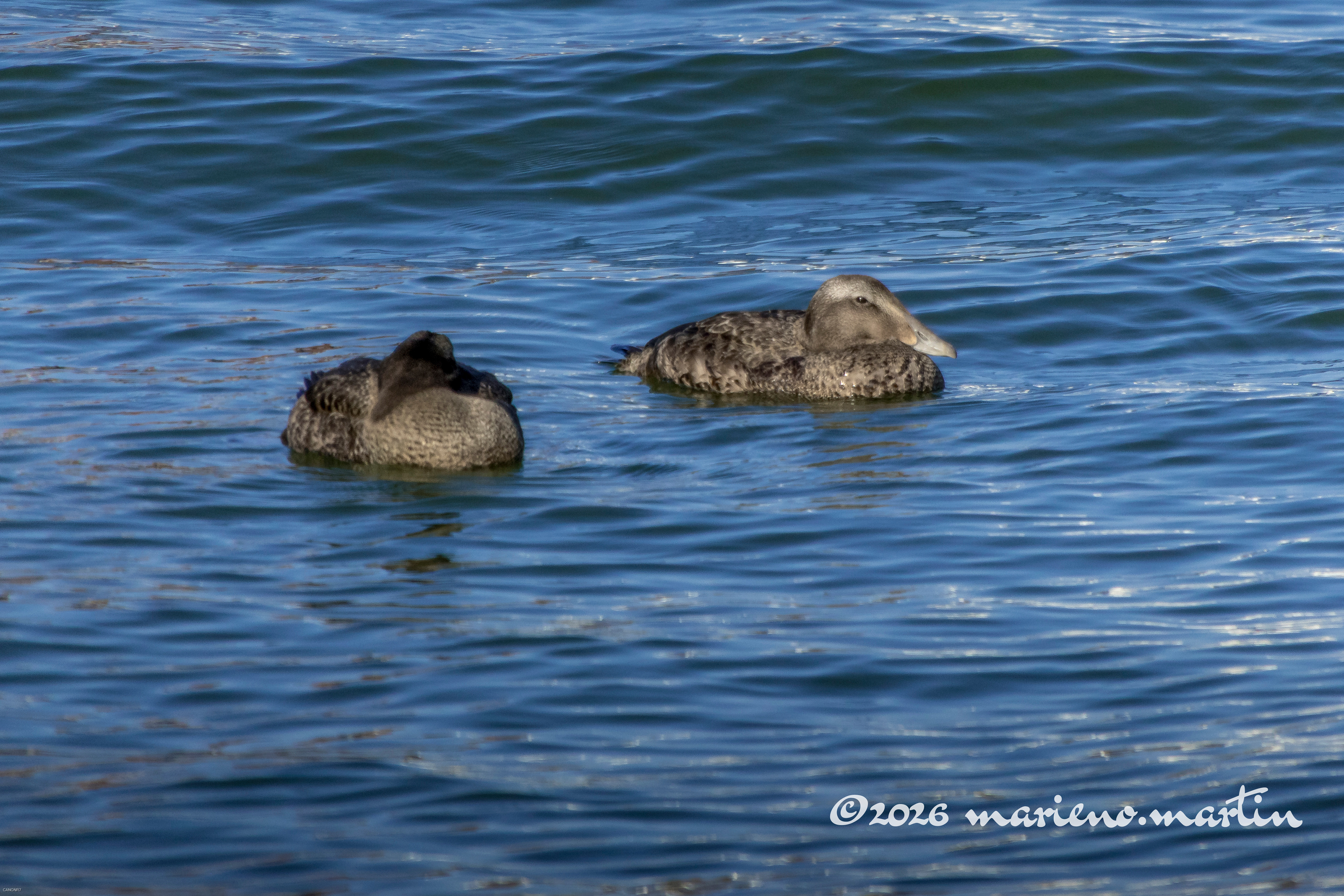 Eiders madame