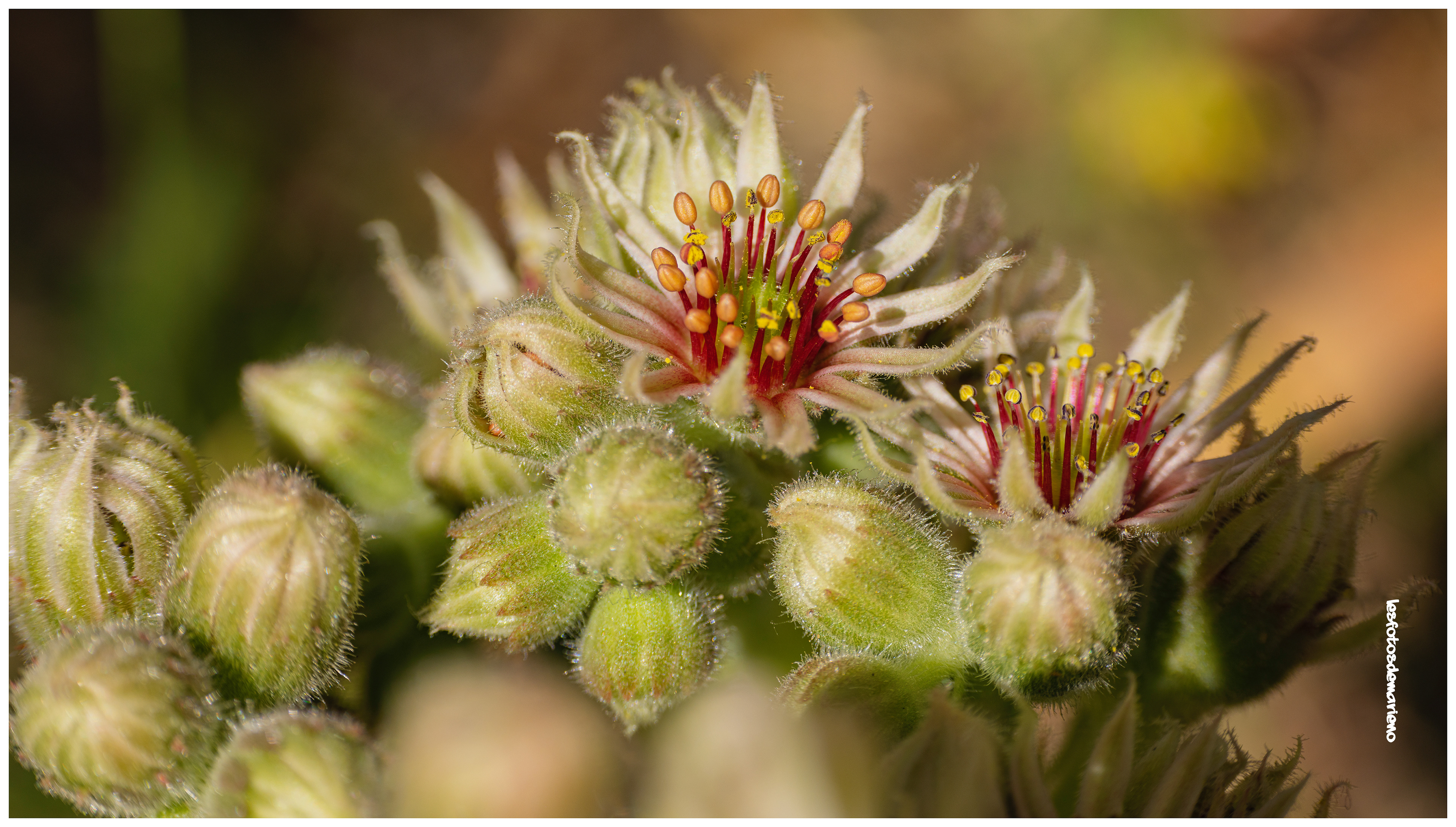 La joubarde des toits