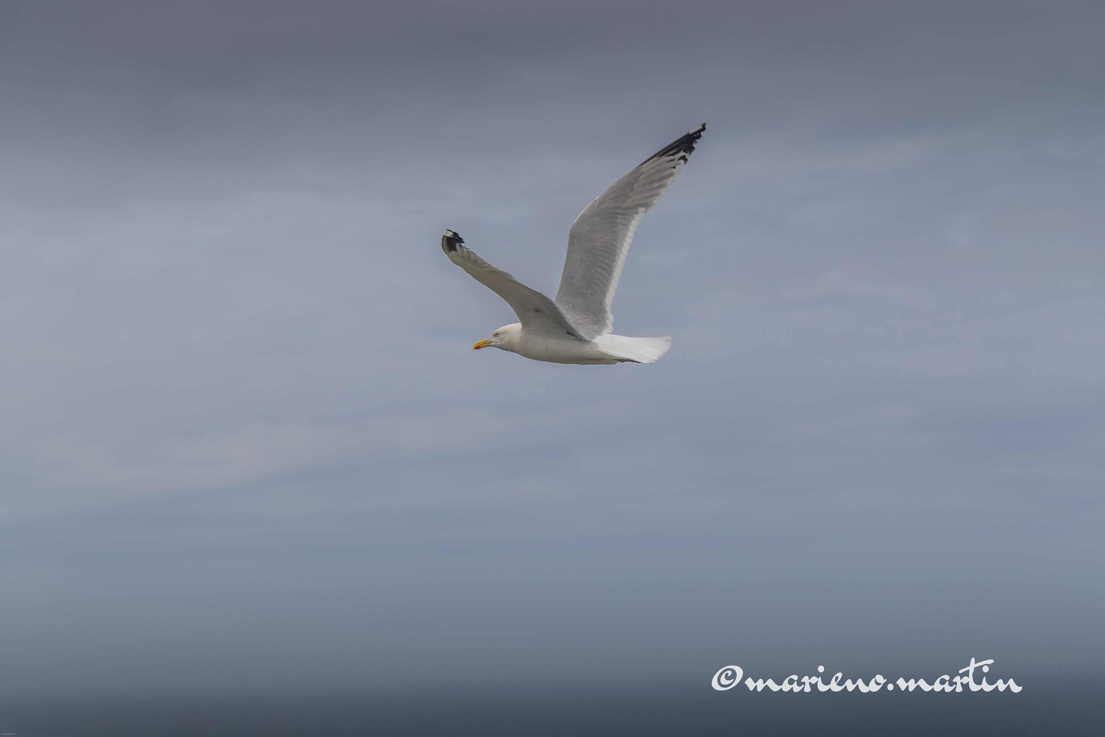 Goeland