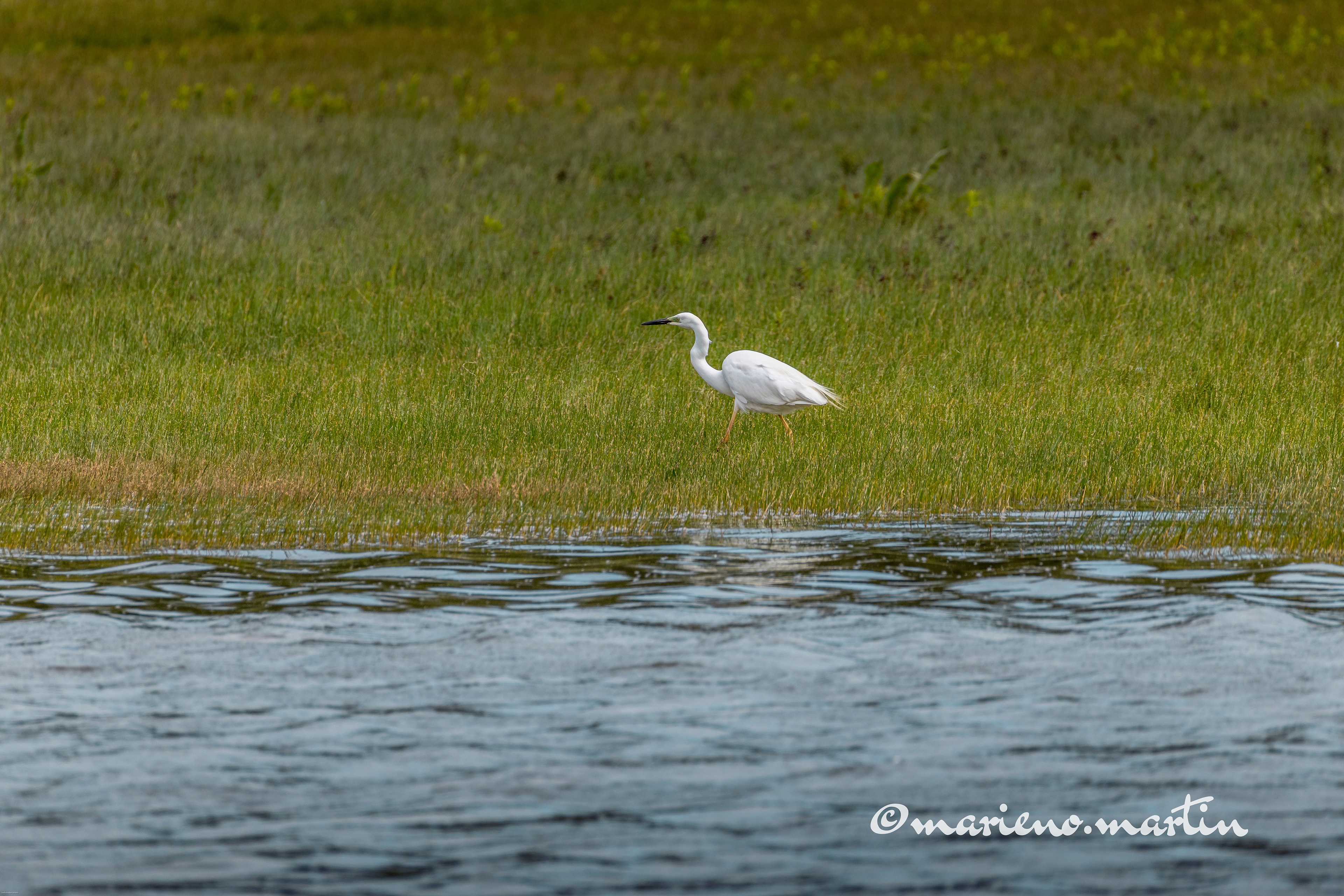 La grande aigrette