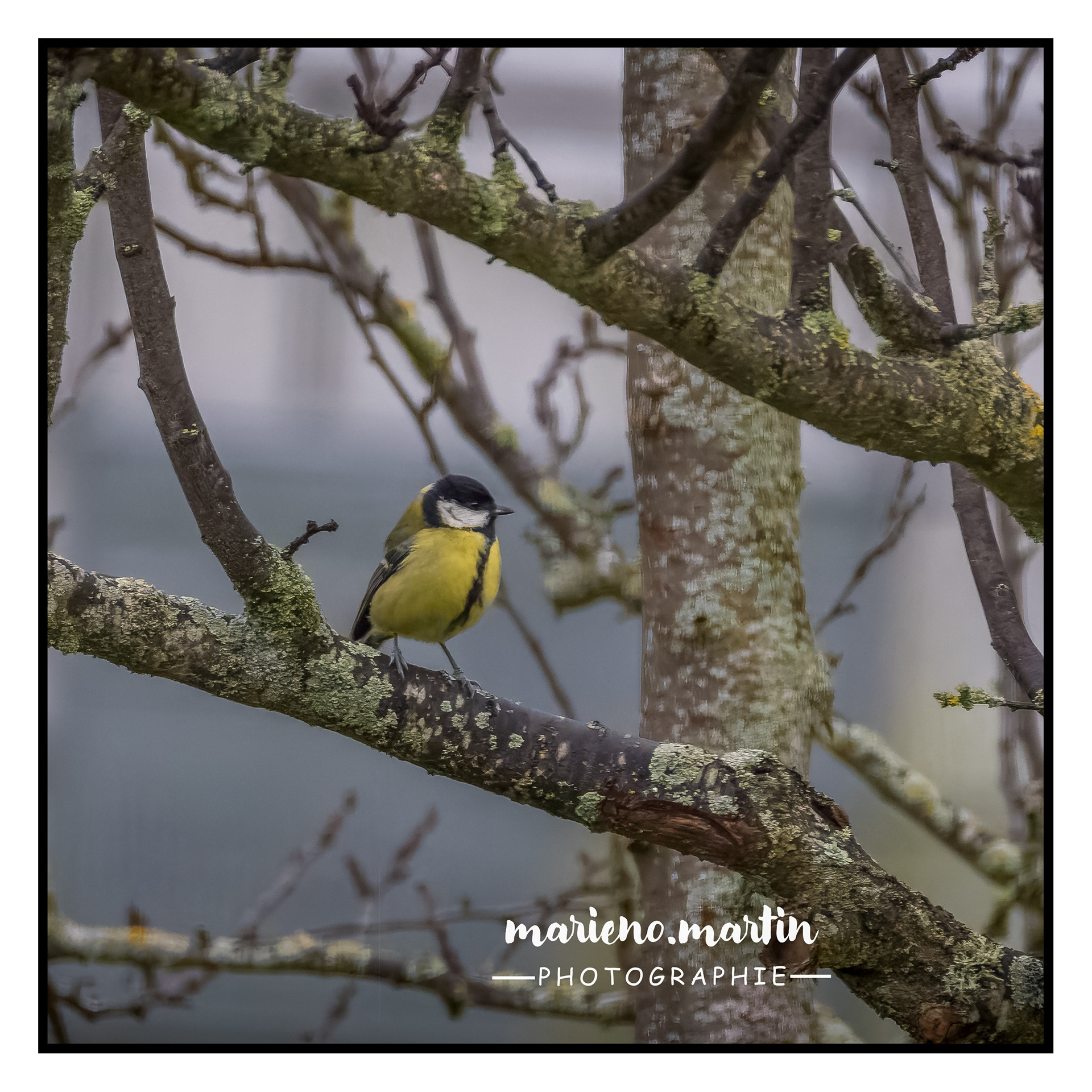 La mésange charbonnière