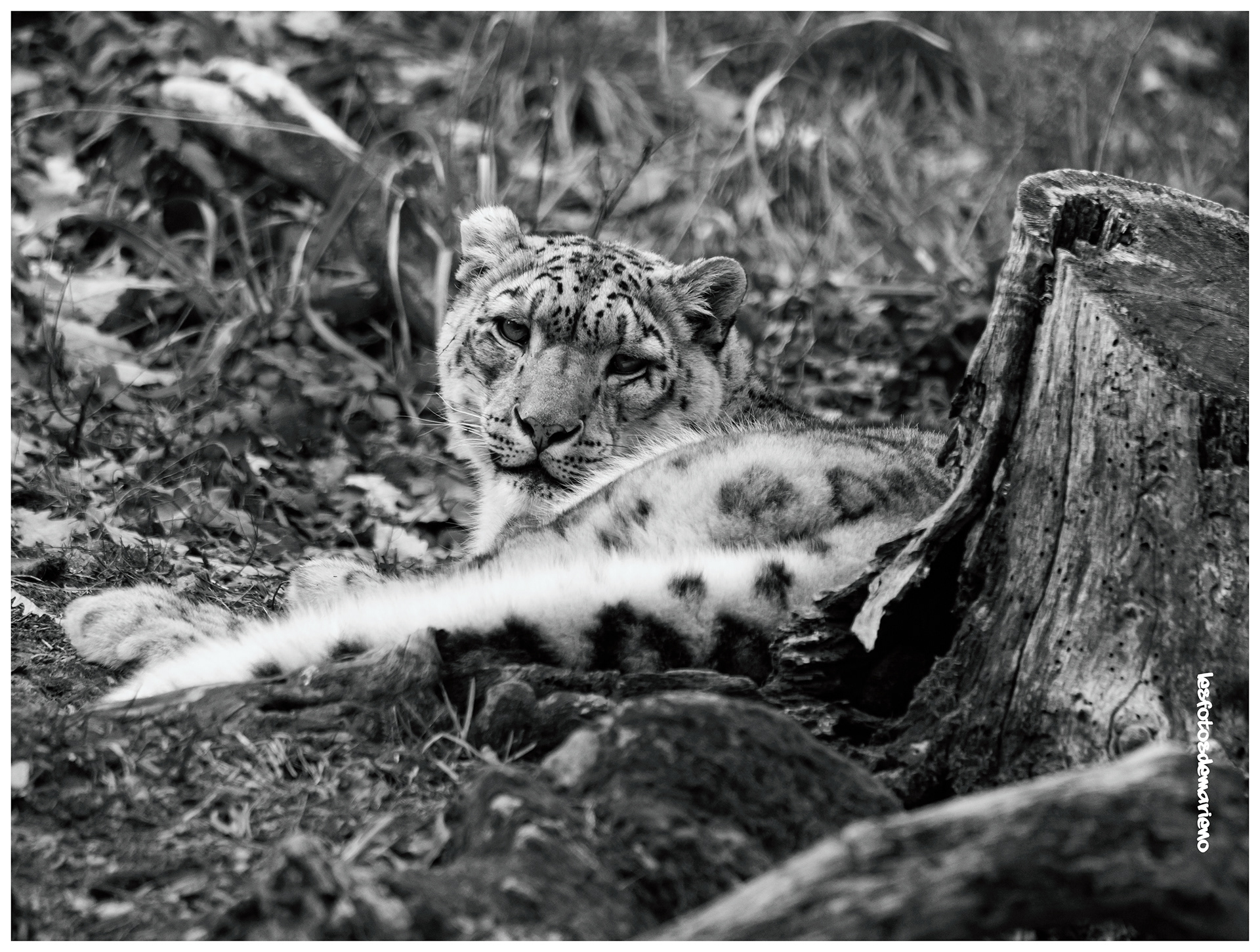 La panthère des neiges BW
