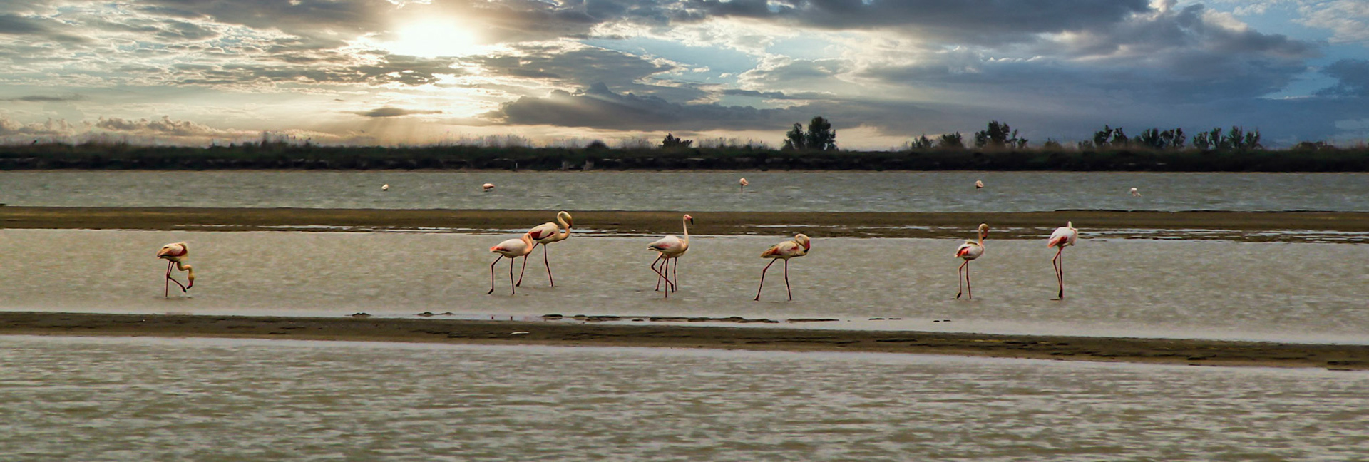 Troupeau de Flamands au coucher du soleil - Camargue