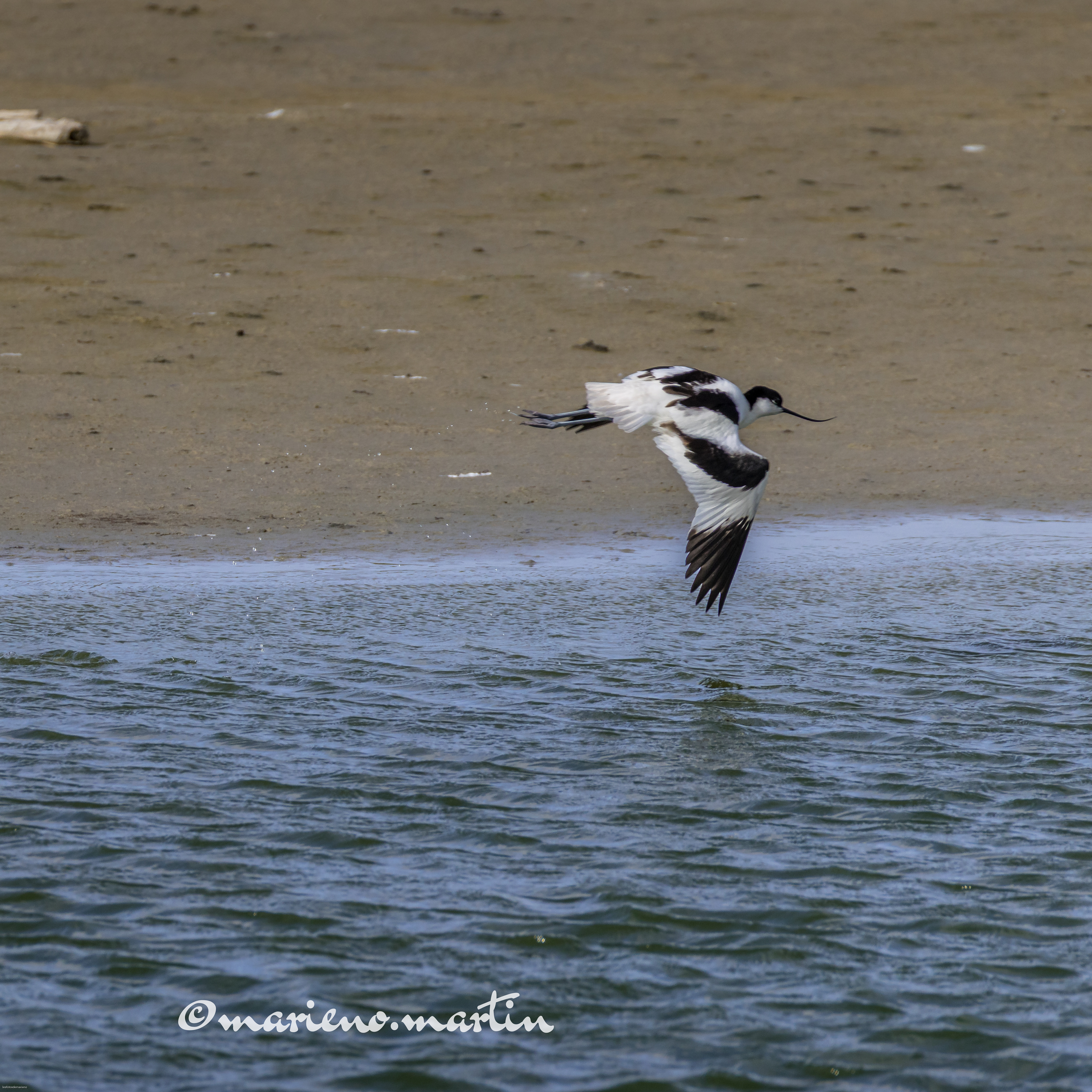 Avocette élégante