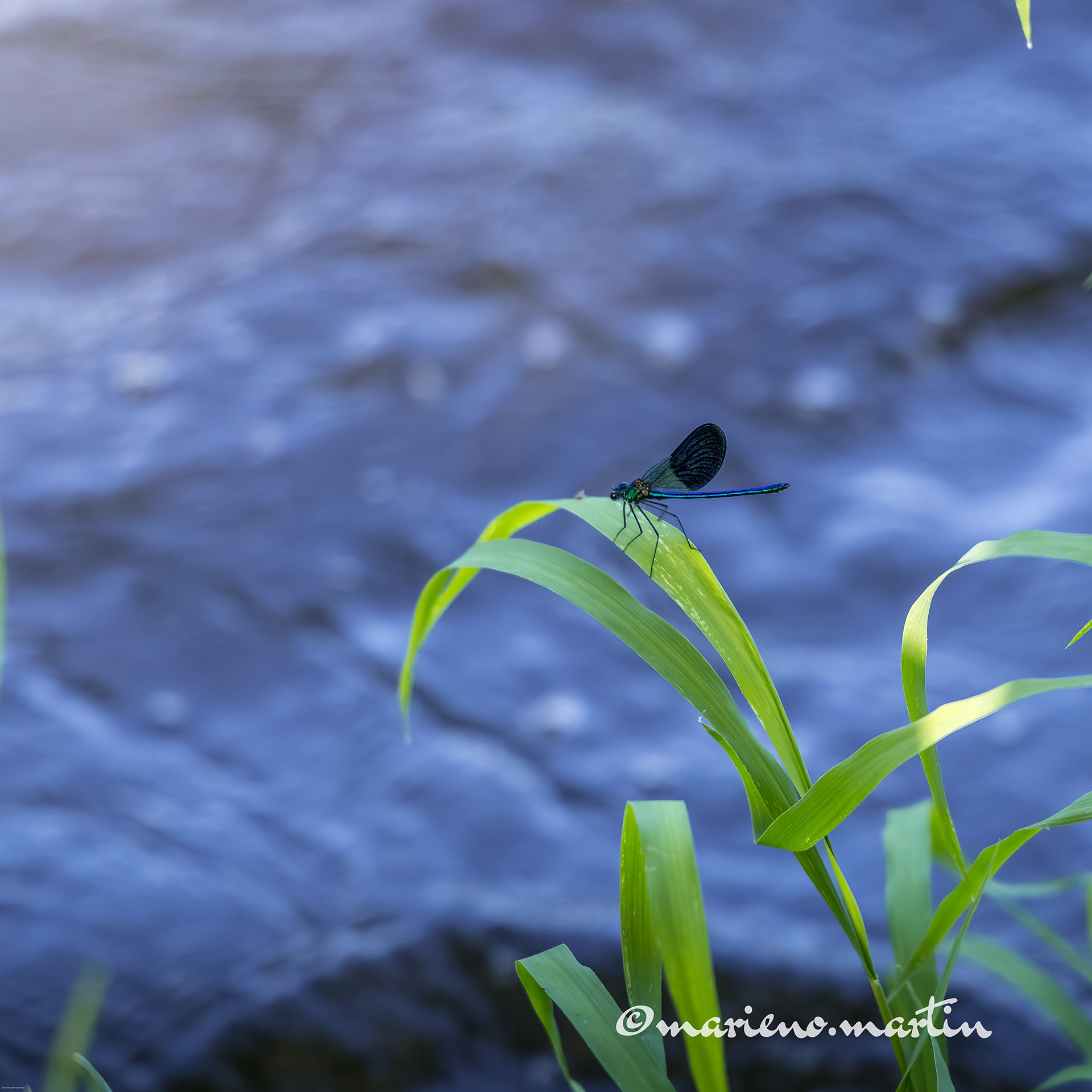 Sur les bords de l'allier
